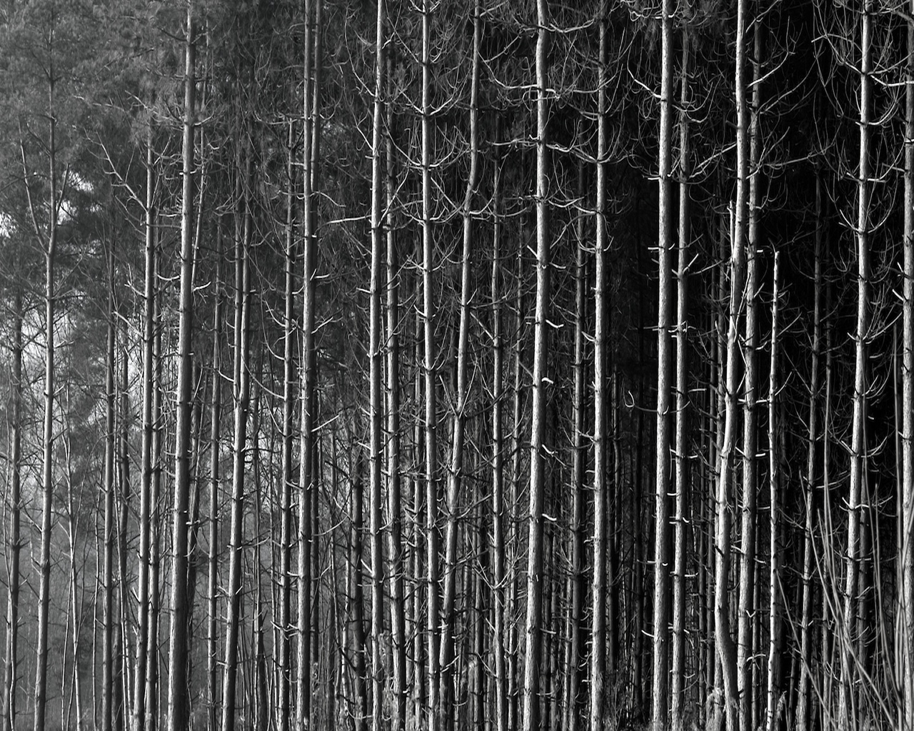 Завантажити шпалери безкоштовно Фотографія, Чорний Білий картинка на робочий стіл ПК