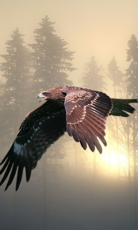 Download mobile wallpaper Birds, Sunset, Forest, Fog, Sunrise, Flight, Animal, Eagle for free.