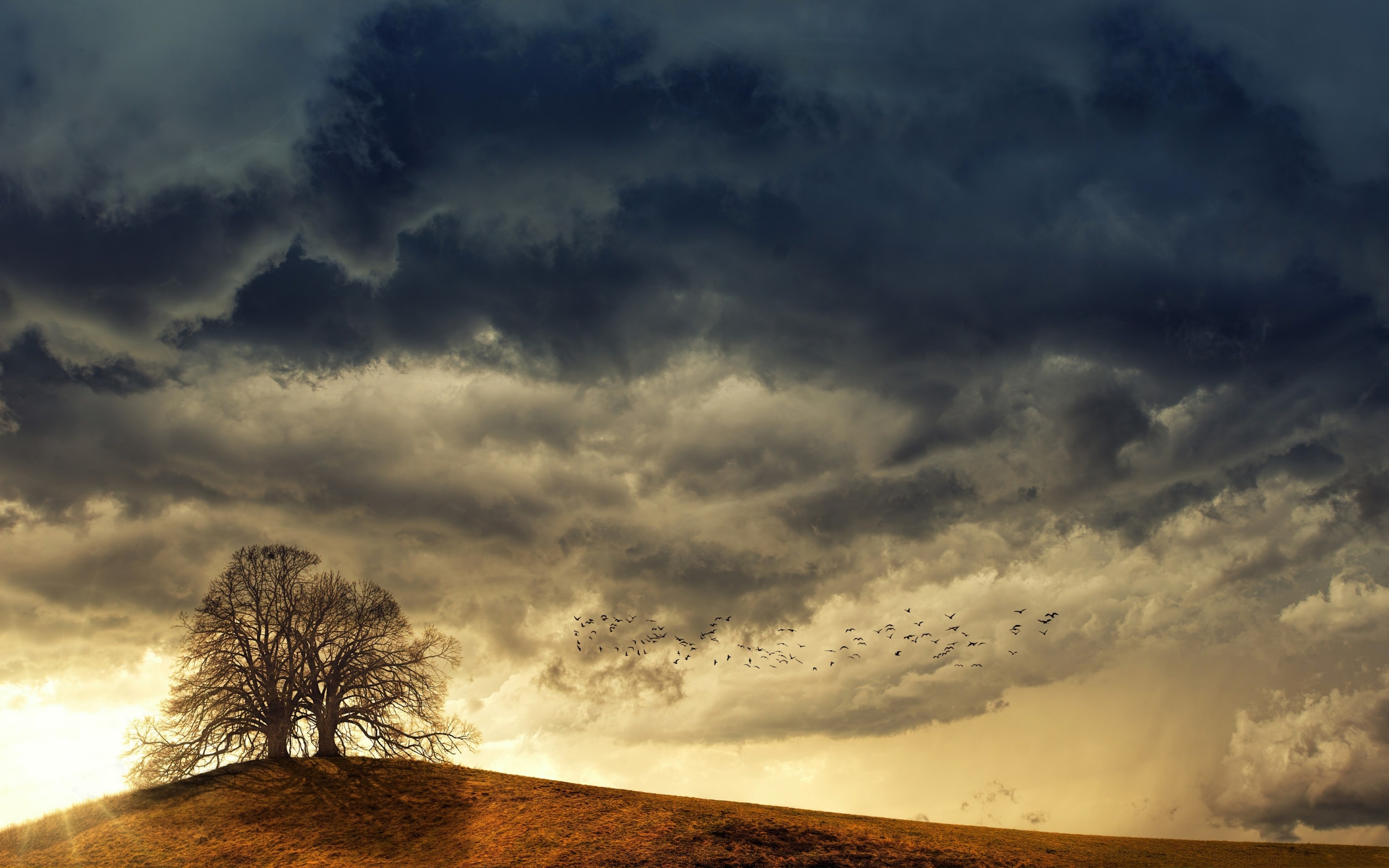 Free download wallpaper Nature, Trees, Tree, Earth, Cloud on your PC desktop