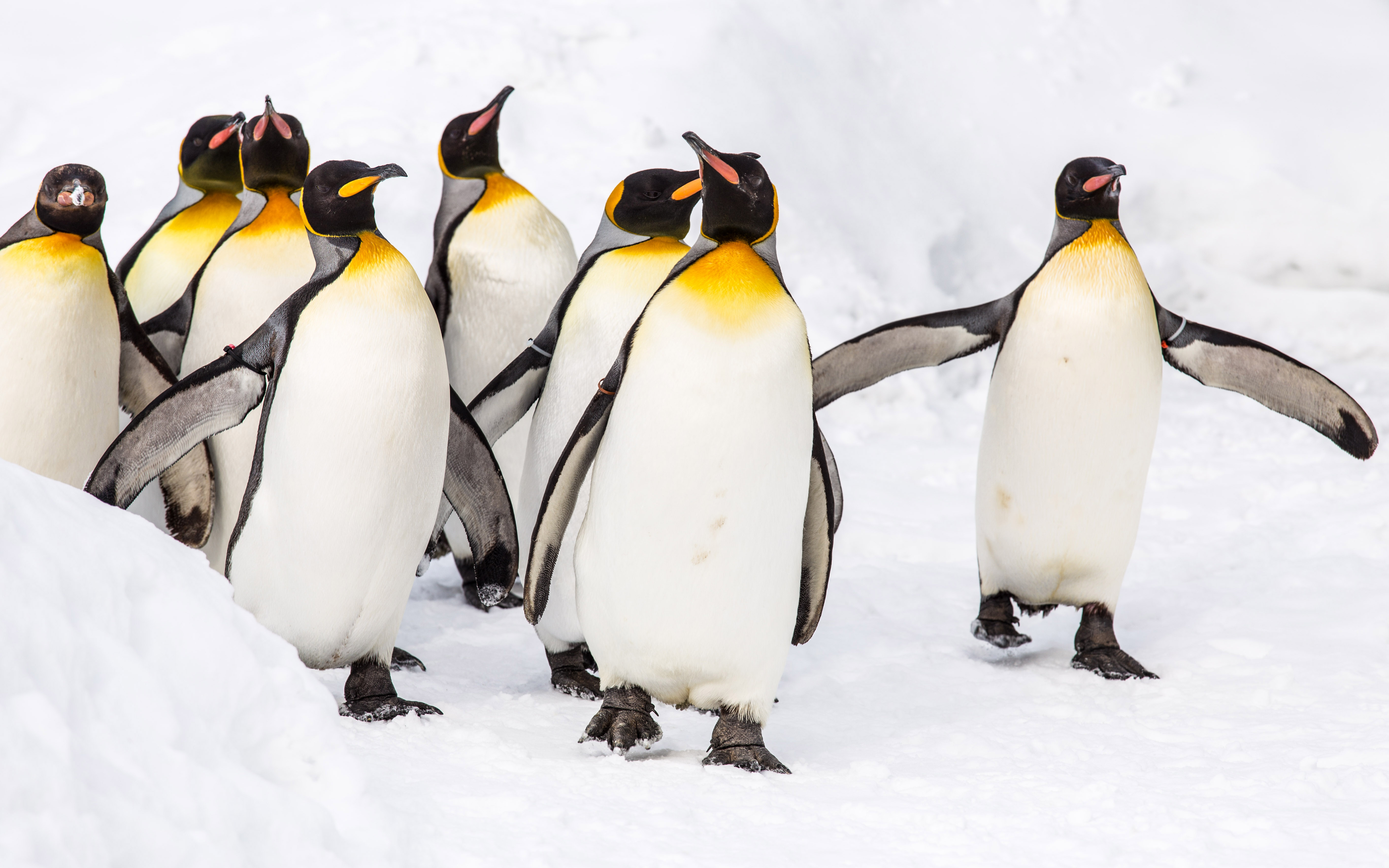 396282 descargar imagen animales, pingüino, ave, pingüino real, aves: fondos de pantalla y protectores de pantalla gratis