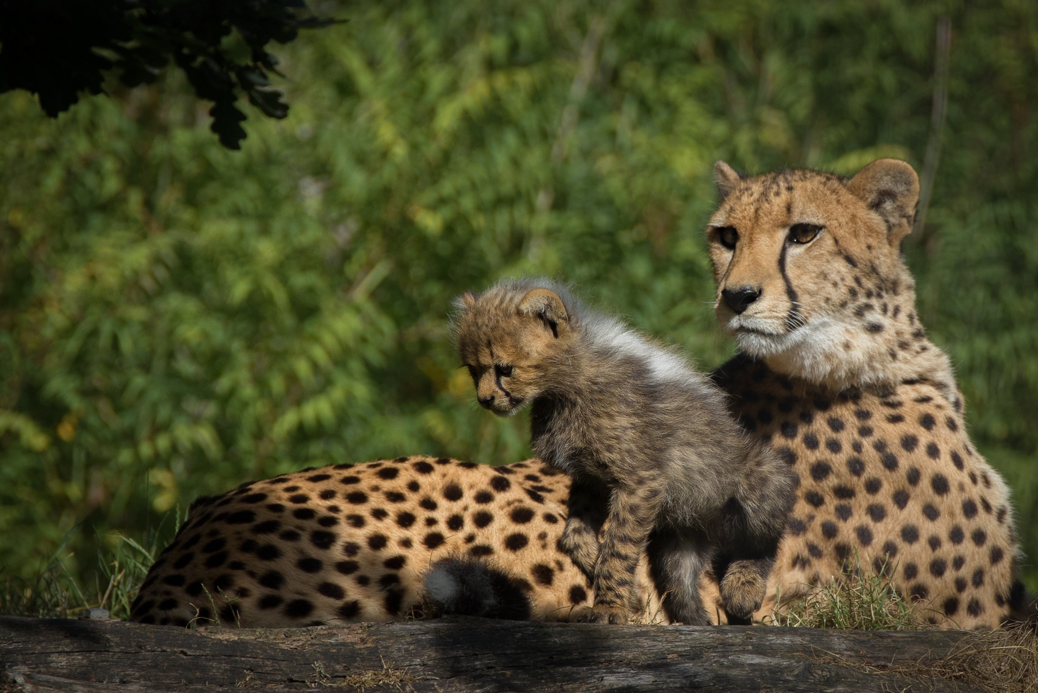 Free download wallpaper Cheetah, Baby Animal, Cub, Cats, Animal on your PC desktop