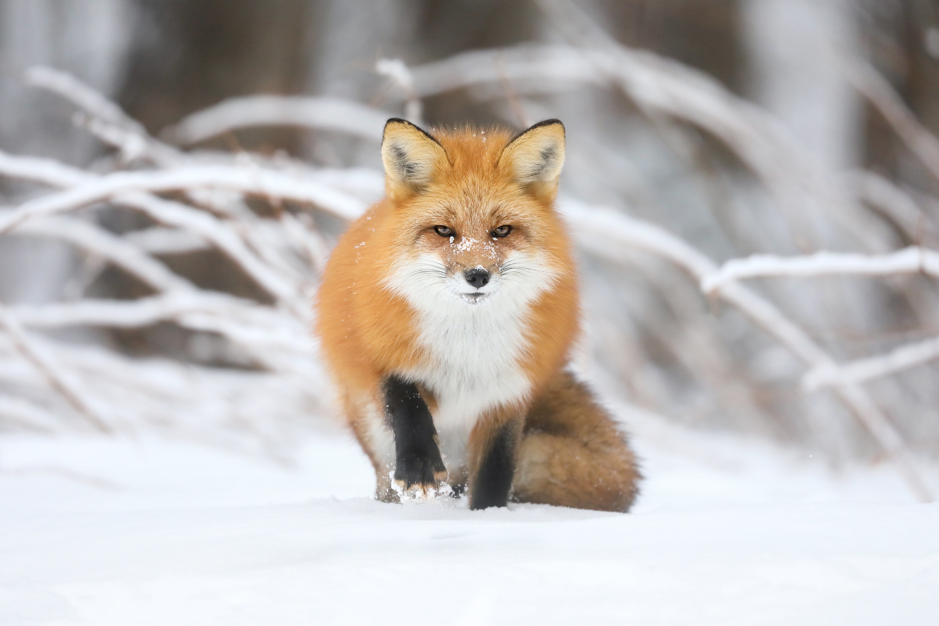 無料モバイル壁紙動物, 冬, 雪, 狐をダウンロードします。