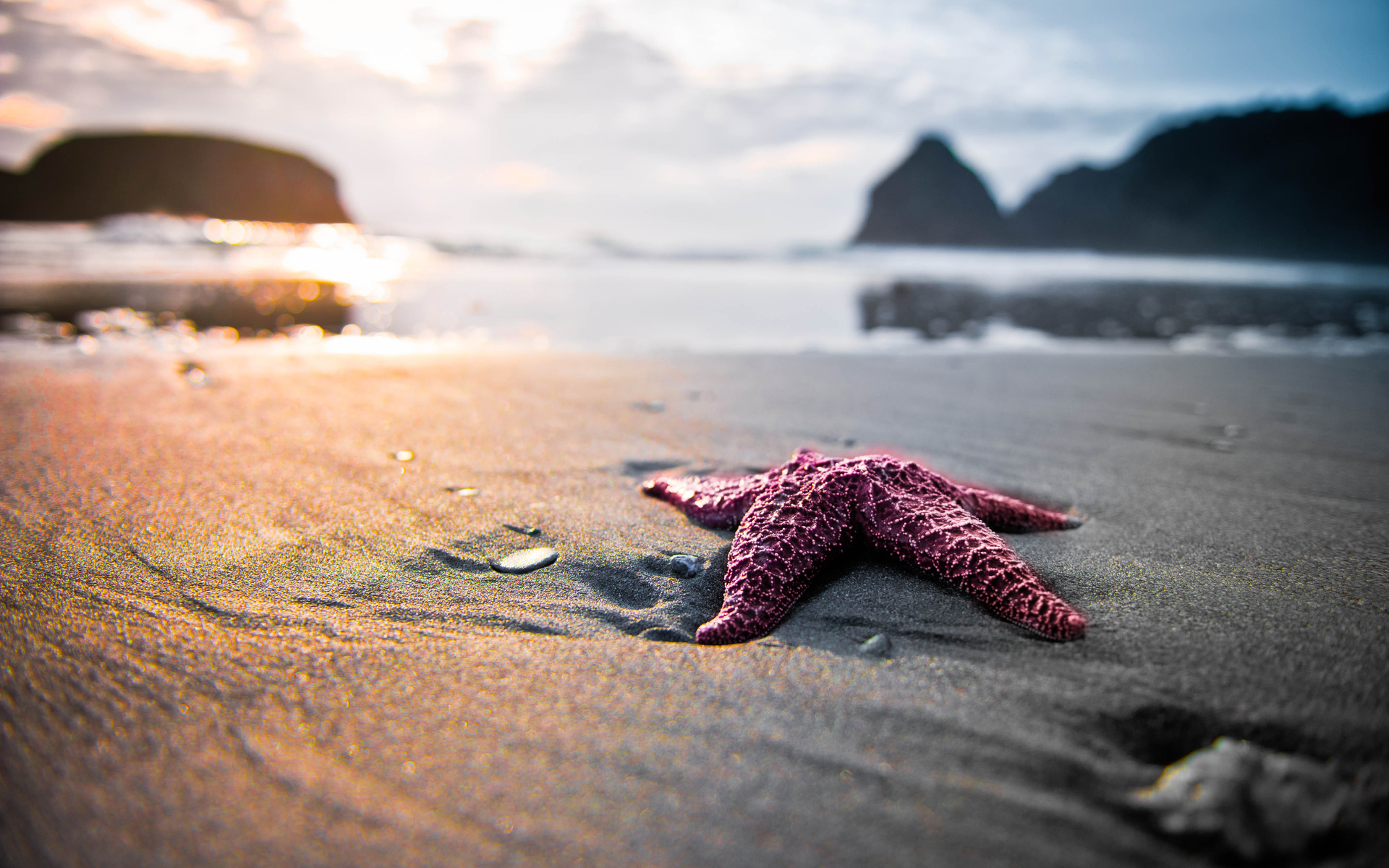 531593 descargar imagen animales, estrella de mar: fondos de pantalla y protectores de pantalla gratis