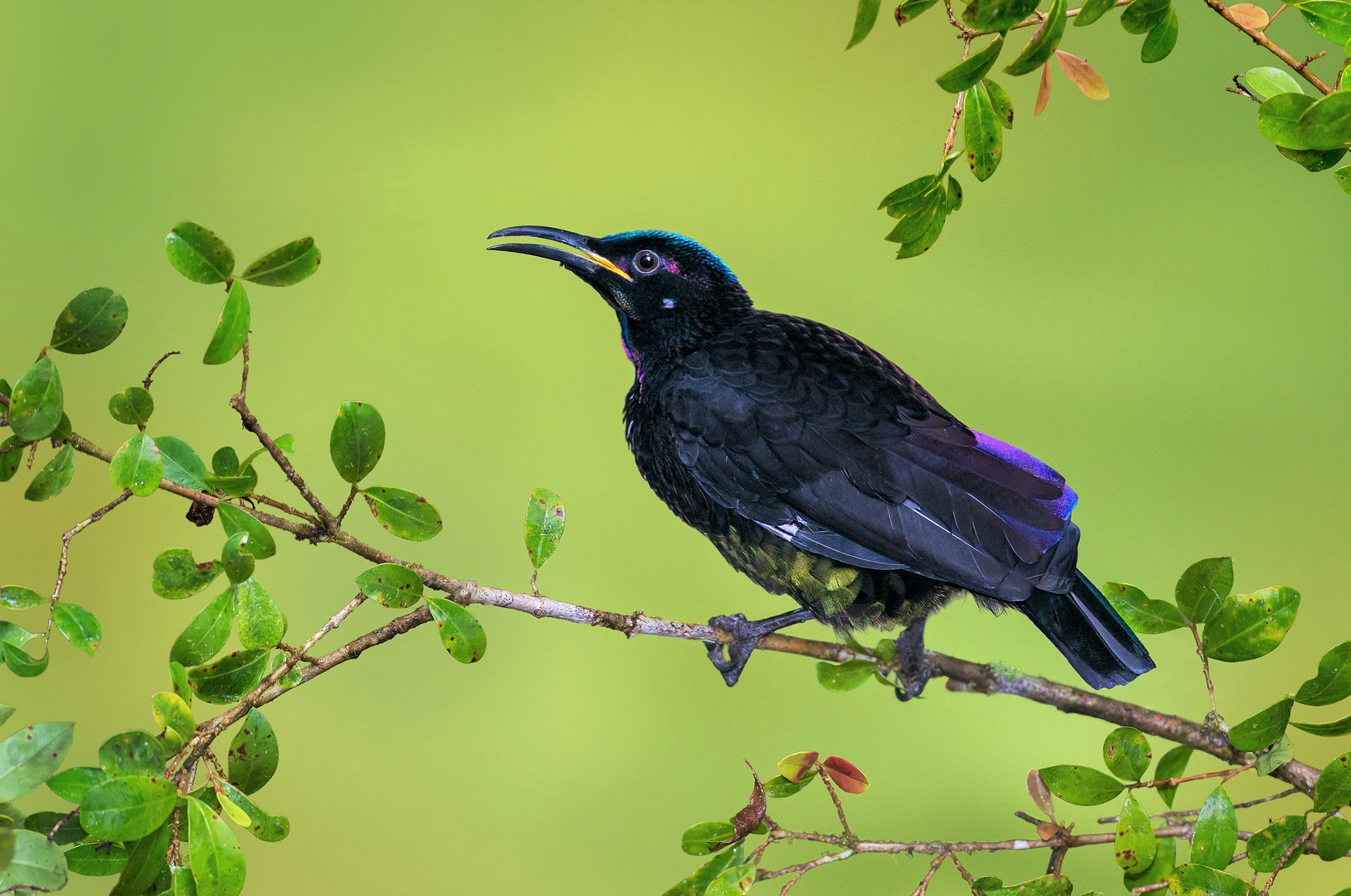 Descarga gratuita de fondo de pantalla para móvil de Animales, Rama, Aves, Ave.