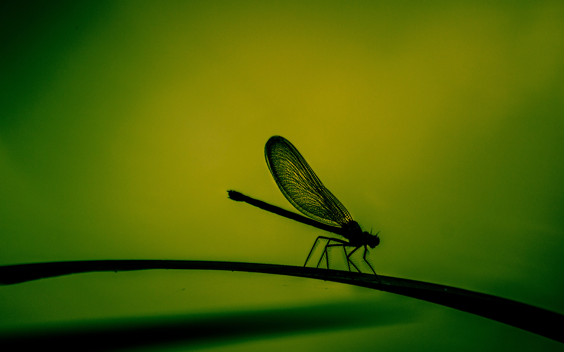 animal, dragonfly, close up, nature, insects