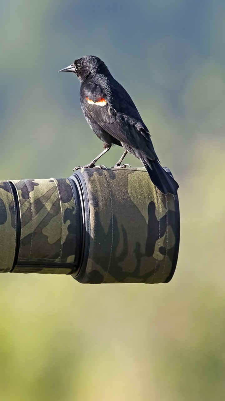 Handy-Wallpaper Tiere, Vögel, Vogel, Kamera kostenlos herunterladen.