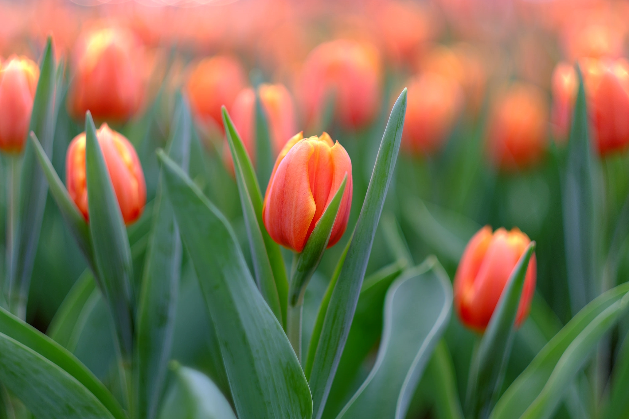Téléchargez des papiers peints mobile Fleurs, Été, Fleur, Tulipe, La Nature, Terre/nature, Fleur D'oranger gratuitement.