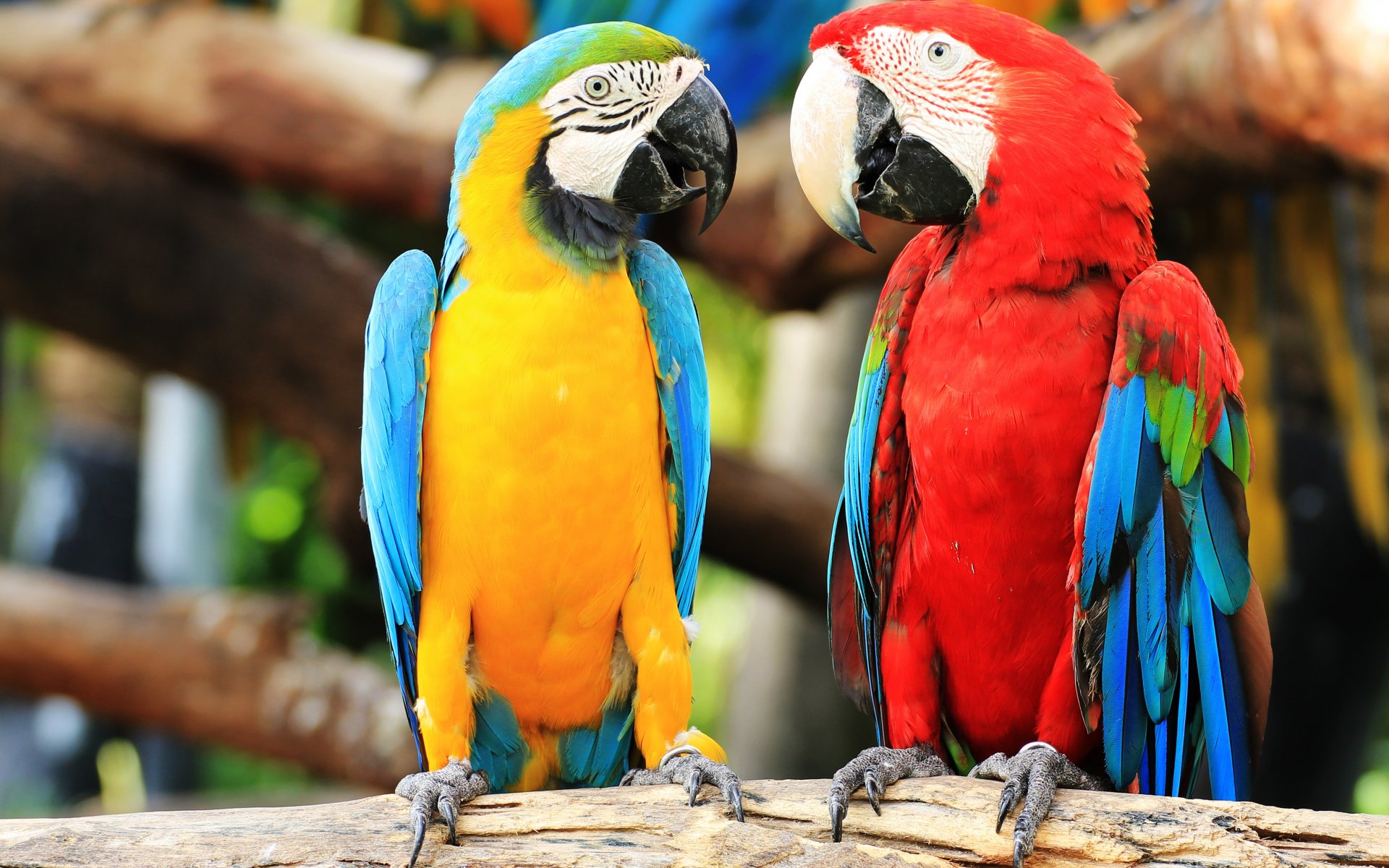 398451 скачать обои попугай, животные, ара, птицы, сине жёлтый ара, зеленокрылый ара - заставки и картинки бесплатно