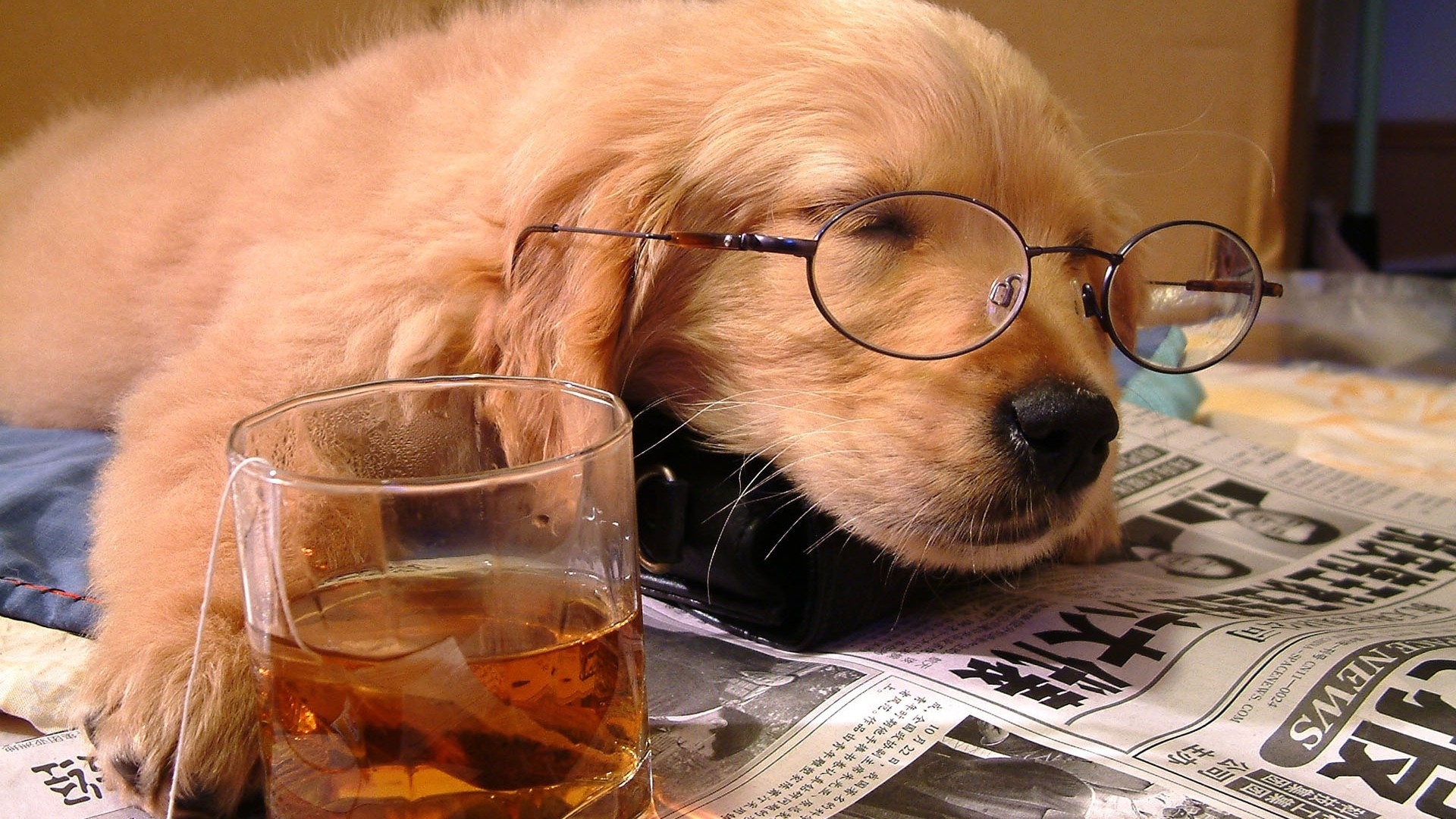 Download mobile wallpaper Dogs, Dog, Animal, Puppy, Tea, Glasses, Sleeping, Humor, Baby Animal for free.