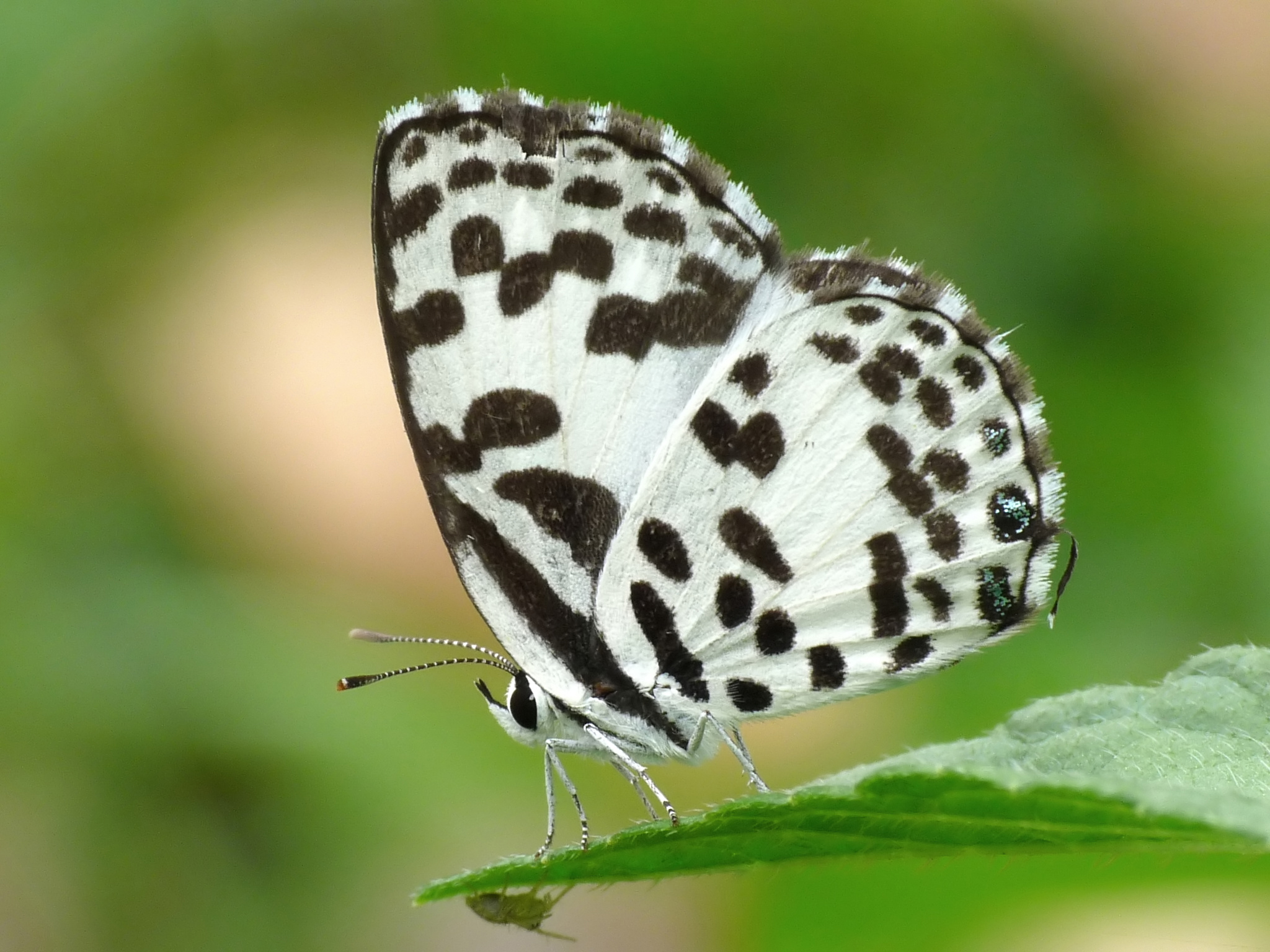 Descarga gratuita de fondo de pantalla para móvil de Animales, Mariposa.