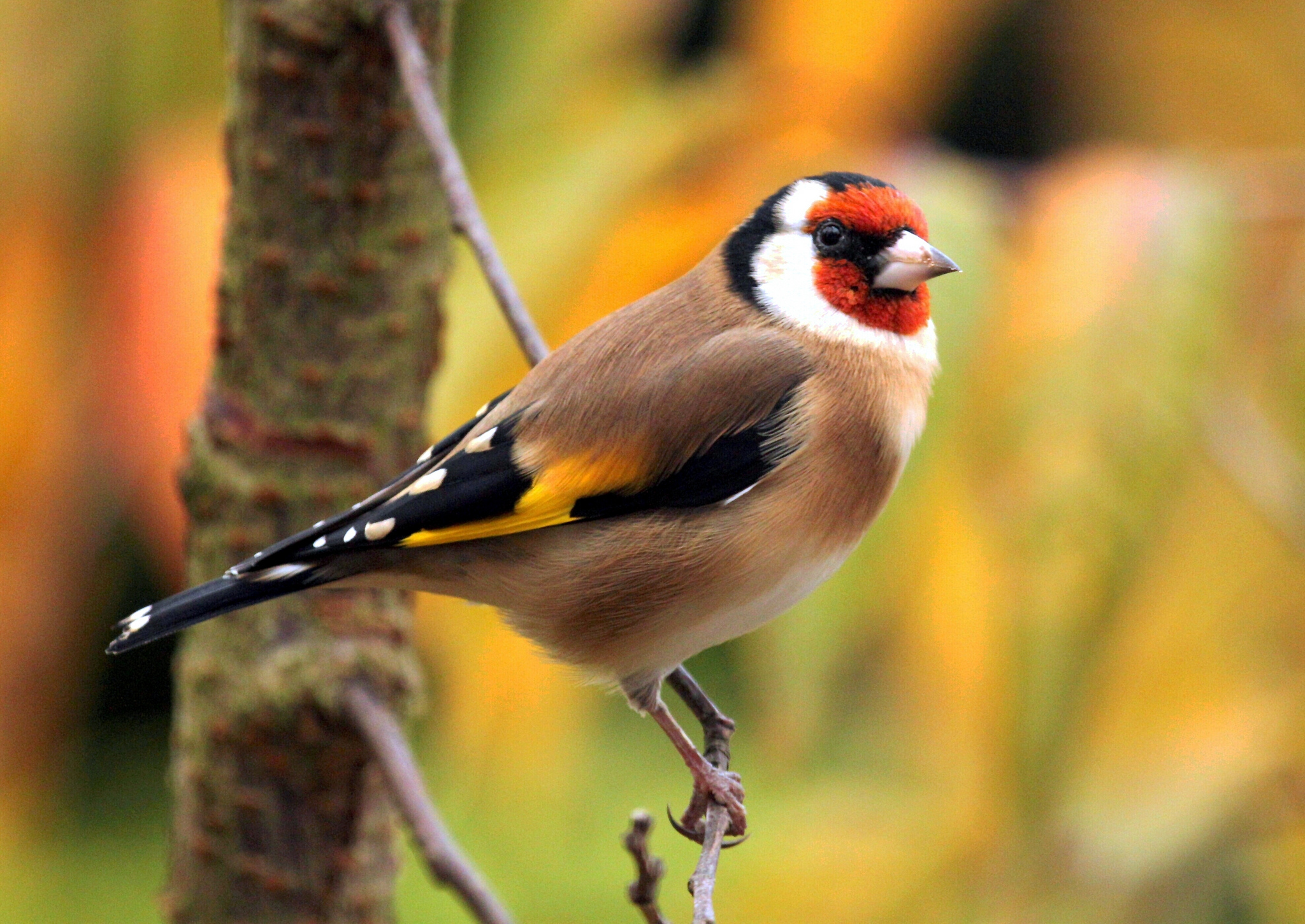 Download mobile wallpaper Birds, Bird, Branch, Animal, Colorful, Goldfinch, European Goldfinch for free.