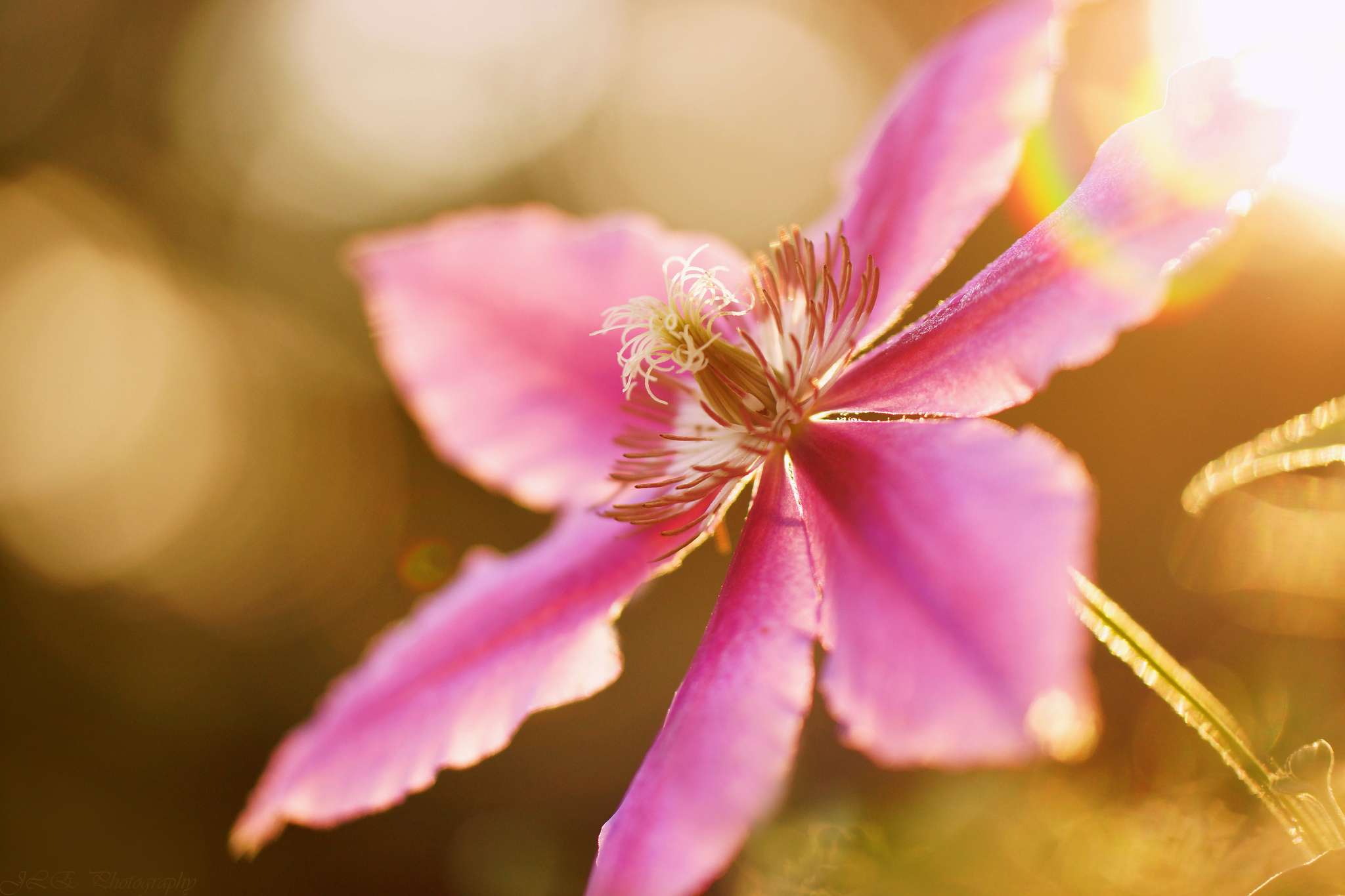 earth, clematis, bokeh, flower, macro, nature, pink flower, flowers