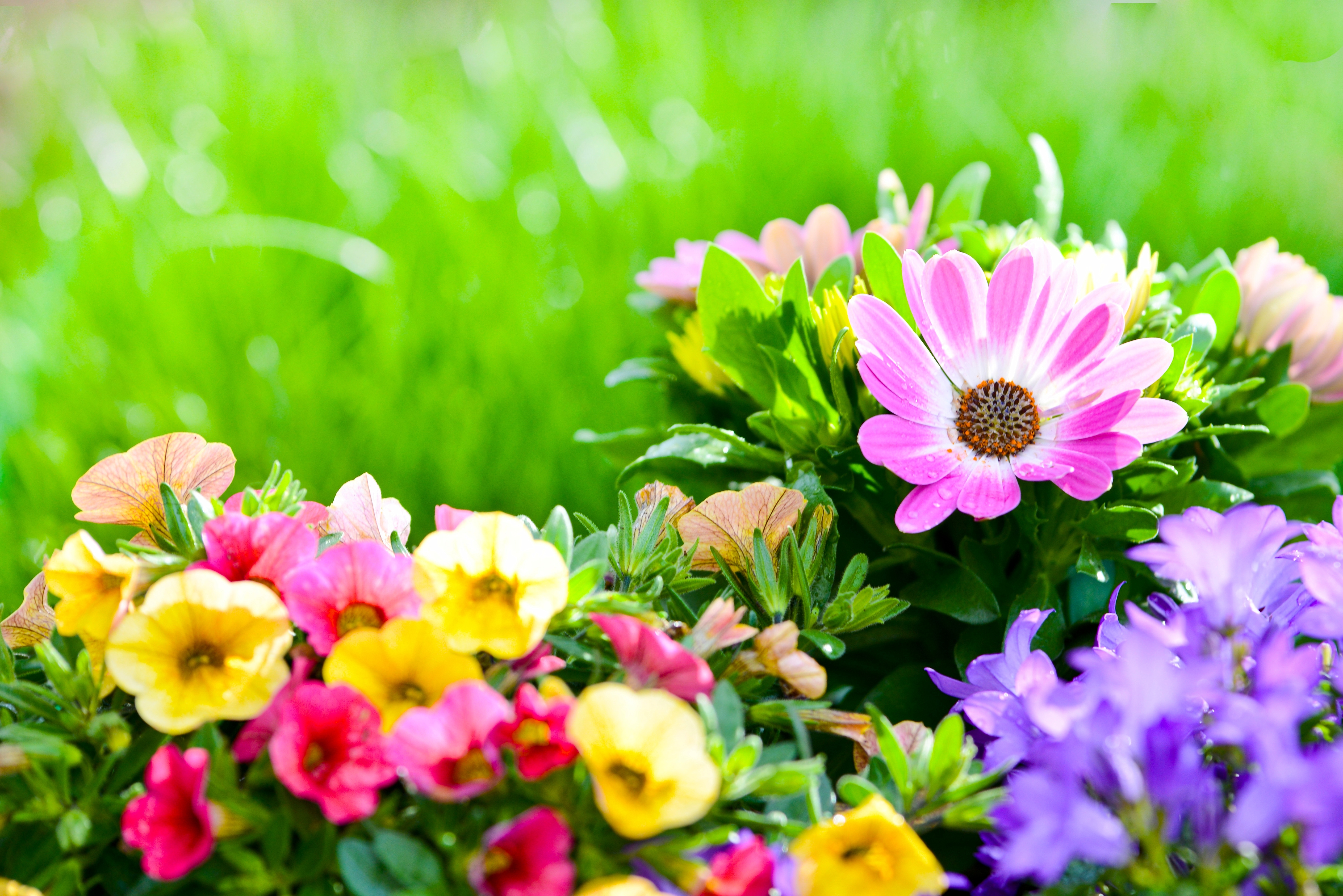 PCデスクトップにフラワーズ, 花, 地球, 色, カラフル, 春, 黄色い花, ピンクの花, 紫色の花画像を無料でダウンロード