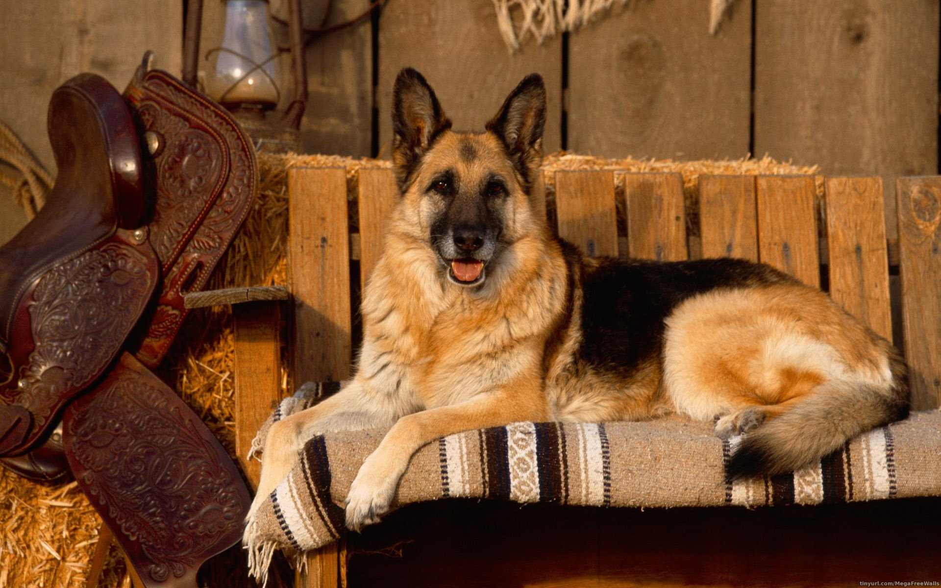 263196 descargar fondo de pantalla pastor alemán, perros, animales, perro: protectores de pantalla e imágenes gratis