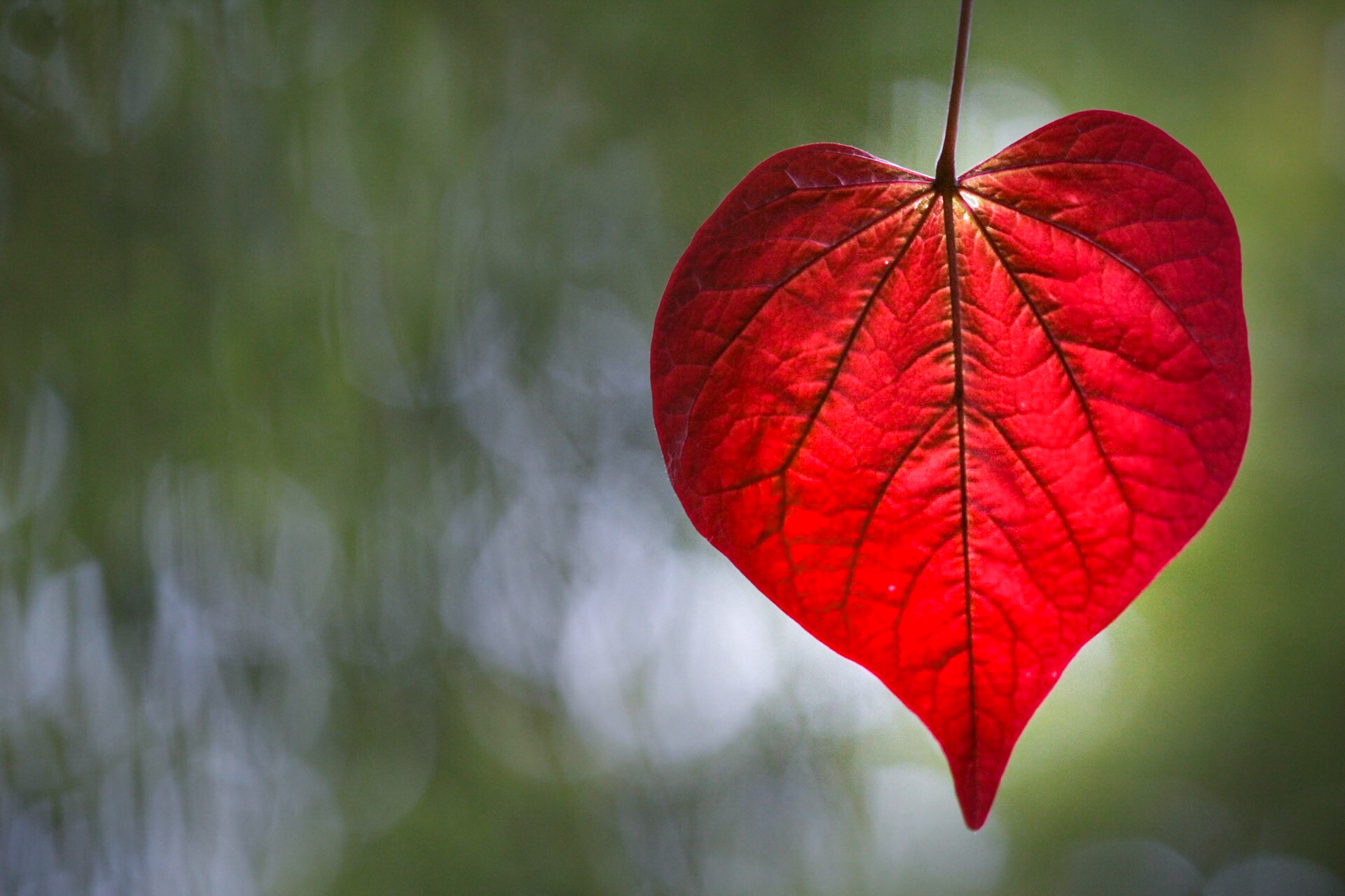 Download mobile wallpaper Leaf, Earth, Bokeh for free.