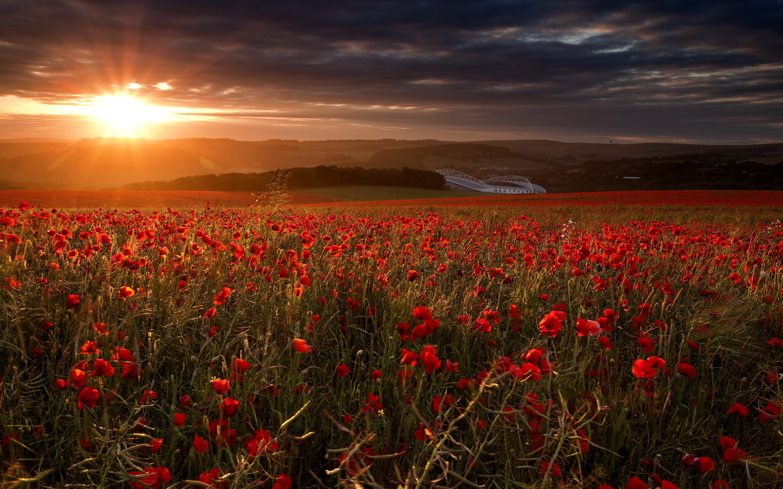 Téléchargez des papiers peints mobile Coquelicot, Fleurs, Terre/nature gratuitement.