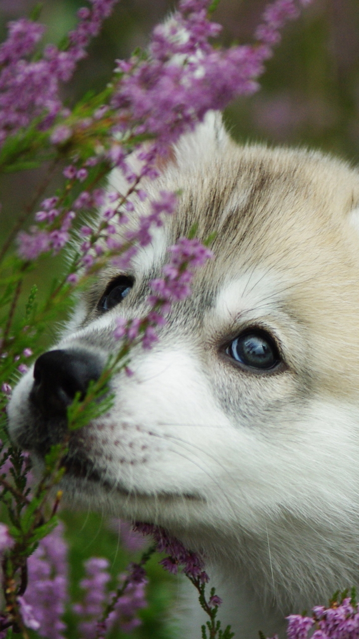 Download mobile wallpaper Dogs, Dog, Animal, Puppy, Husky, Cute for free.