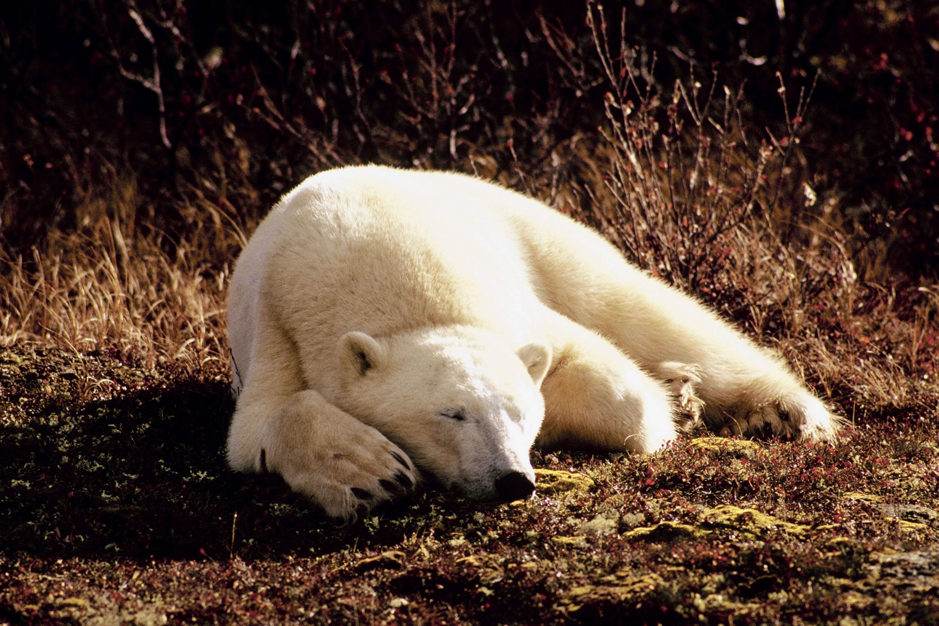 lie, animals, grass, to lie down, sleep, dream, polar bear