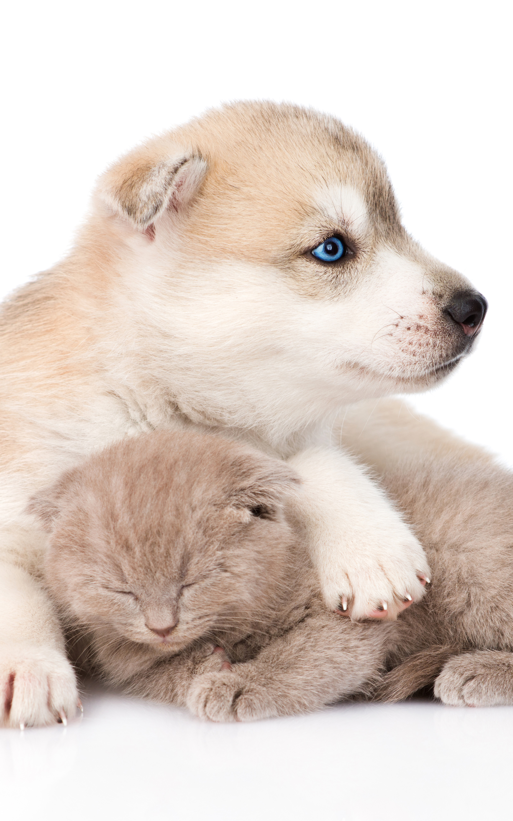Download mobile wallpaper Kitten, Animal, Puppy, Husky, Cute, Cat & Dog for free.