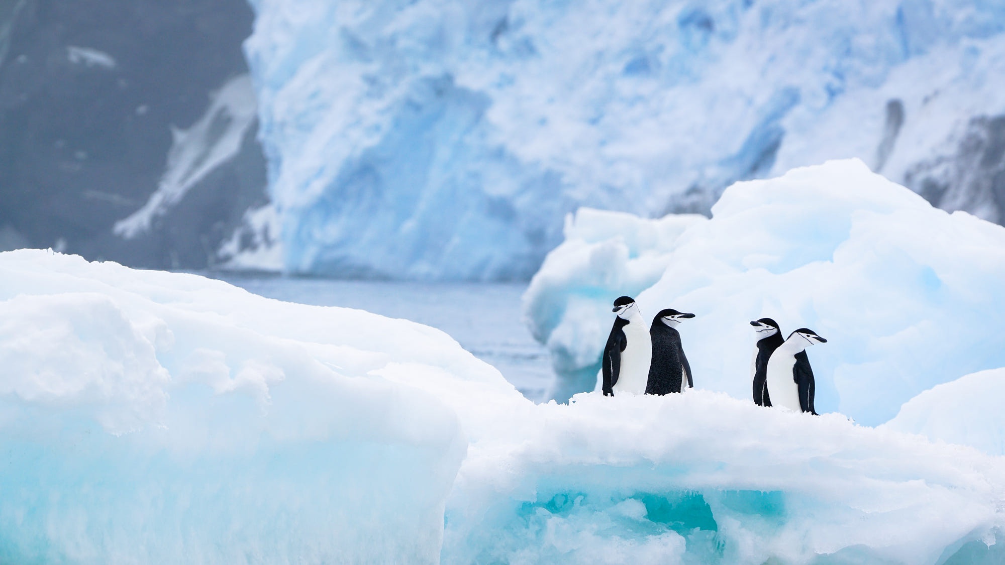 Baixe gratuitamente a imagem Animais, Aves, Pássaro, Pinguim na área de trabalho do seu PC