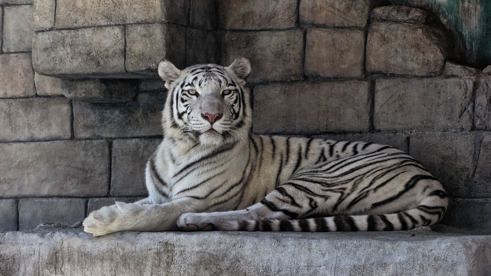 Laden Sie das Gestreift, Weißer Tiger, Tiere, Raubtier, Predator-Bild kostenlos auf Ihren PC-Desktop herunter