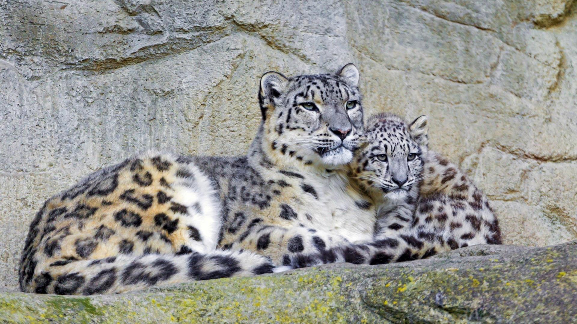 Descarga gratuita de fondo de pantalla para móvil de Animales, Gatos, Parejas, Bebe Animal, Leopardo De Las Nieves.