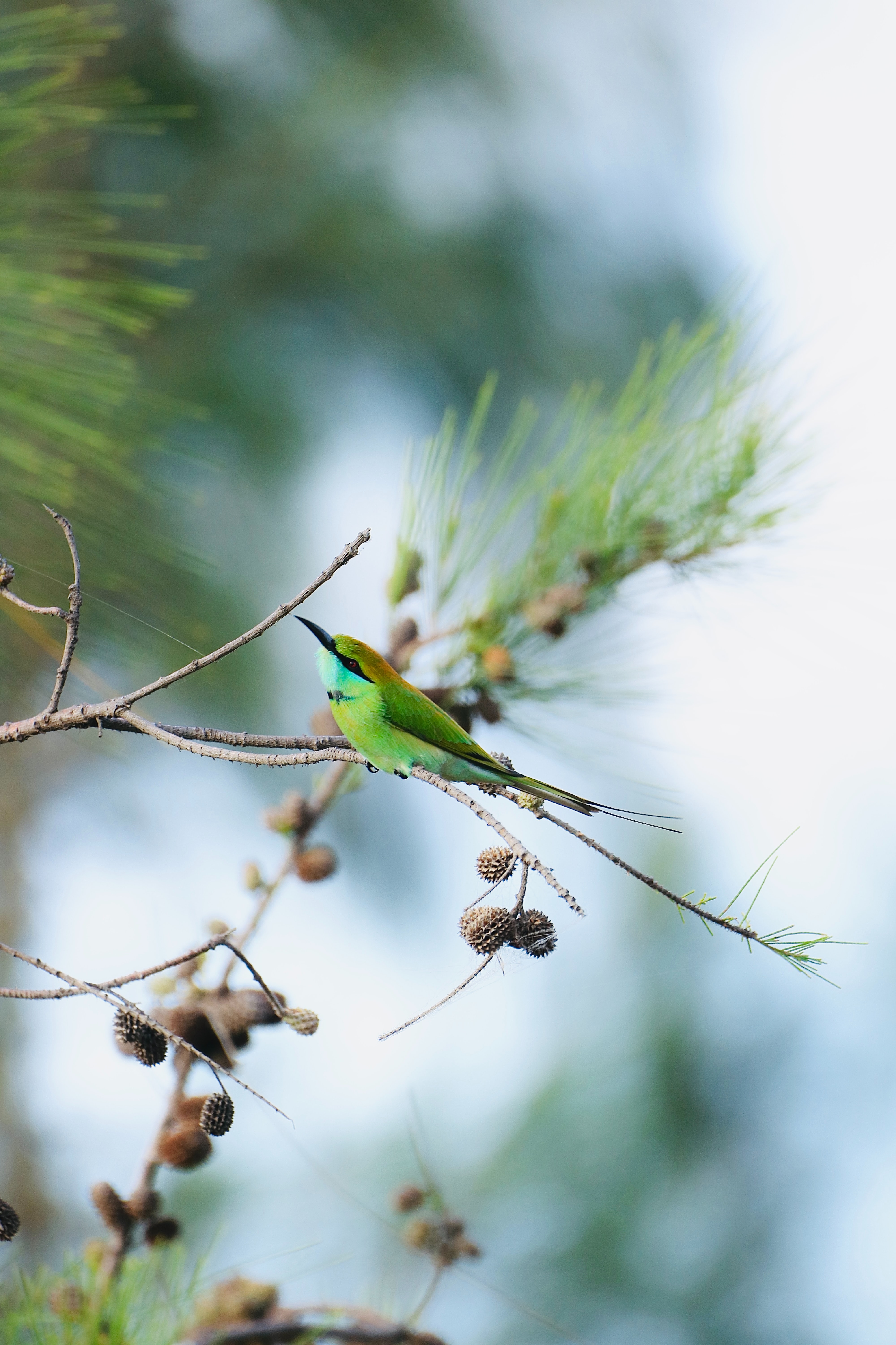 bird, animals, branch, focus, blue tailed bee eater wallpaper for mobile