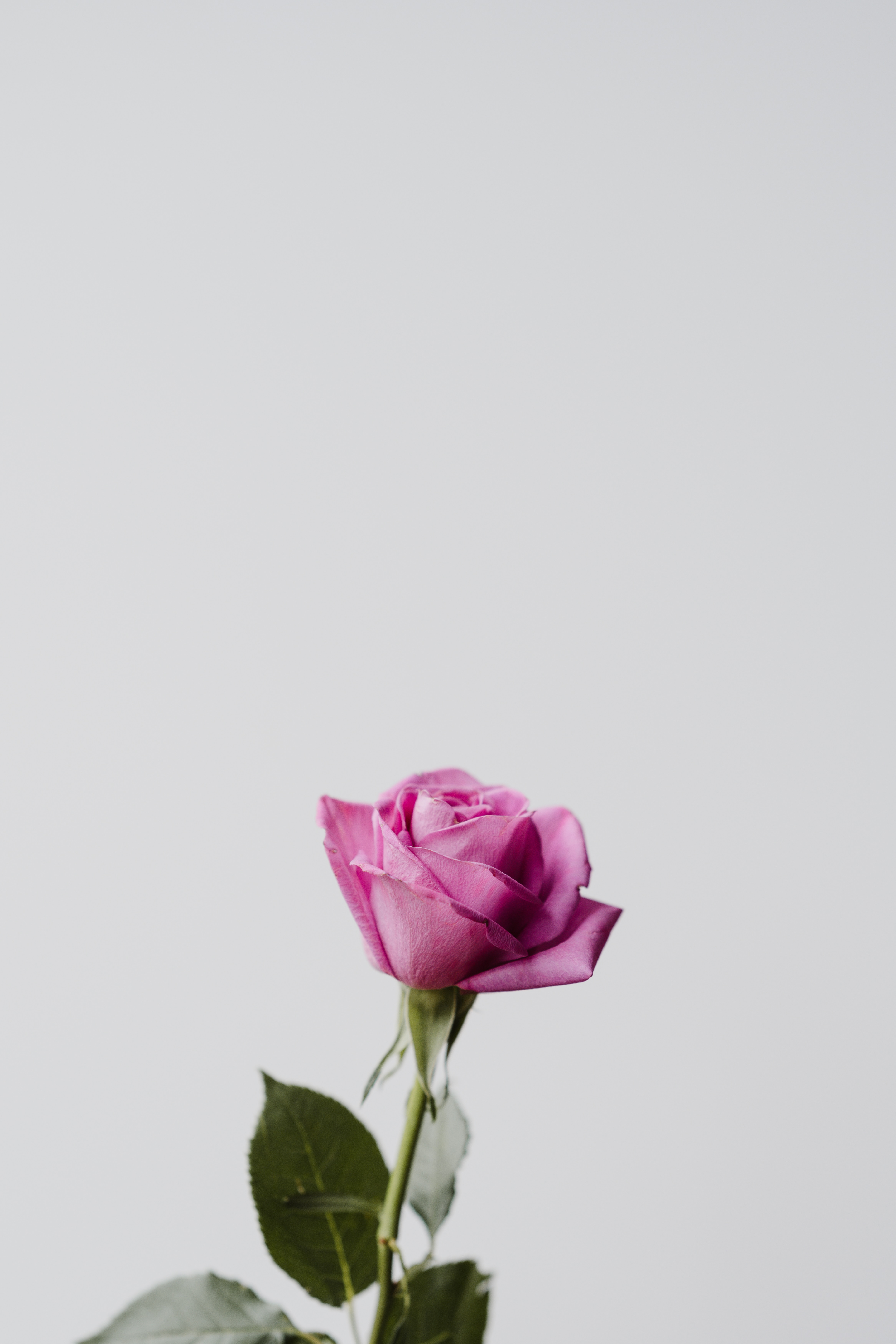 Download mobile wallpaper Flowers, Rose Flower, Flower, Rose, Pink, Minimalism for free.