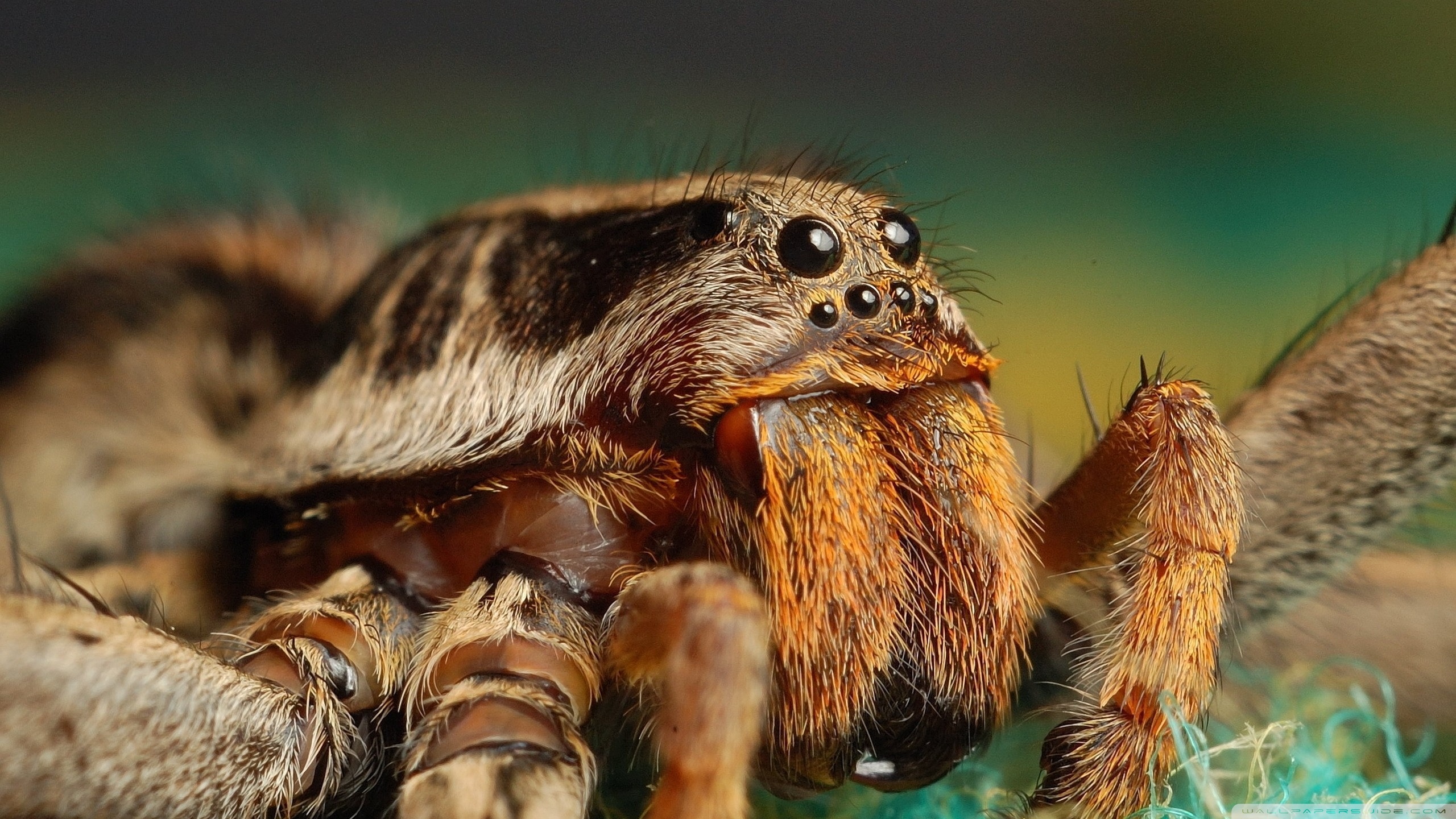 337098 descargar imagen animales, tarántula, araña, arañas: fondos de pantalla y protectores de pantalla gratis