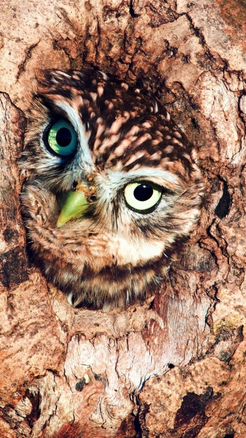 Download mobile wallpaper Birds, Owl, Animal, Eye for free.