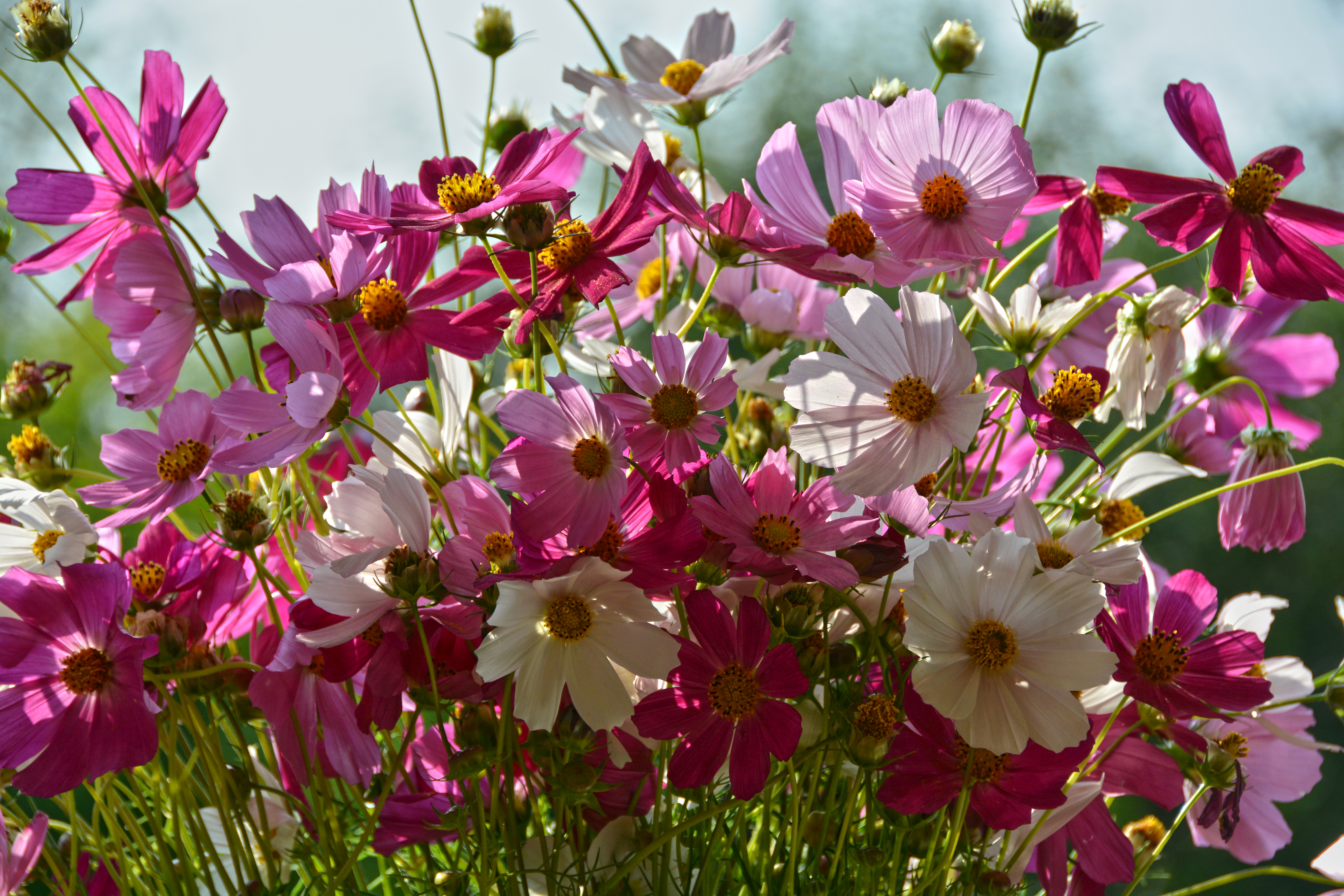 Free download wallpaper Flowers, Flower, Close Up, Earth, Cosmos, White Flower, Pink Flower on your PC desktop