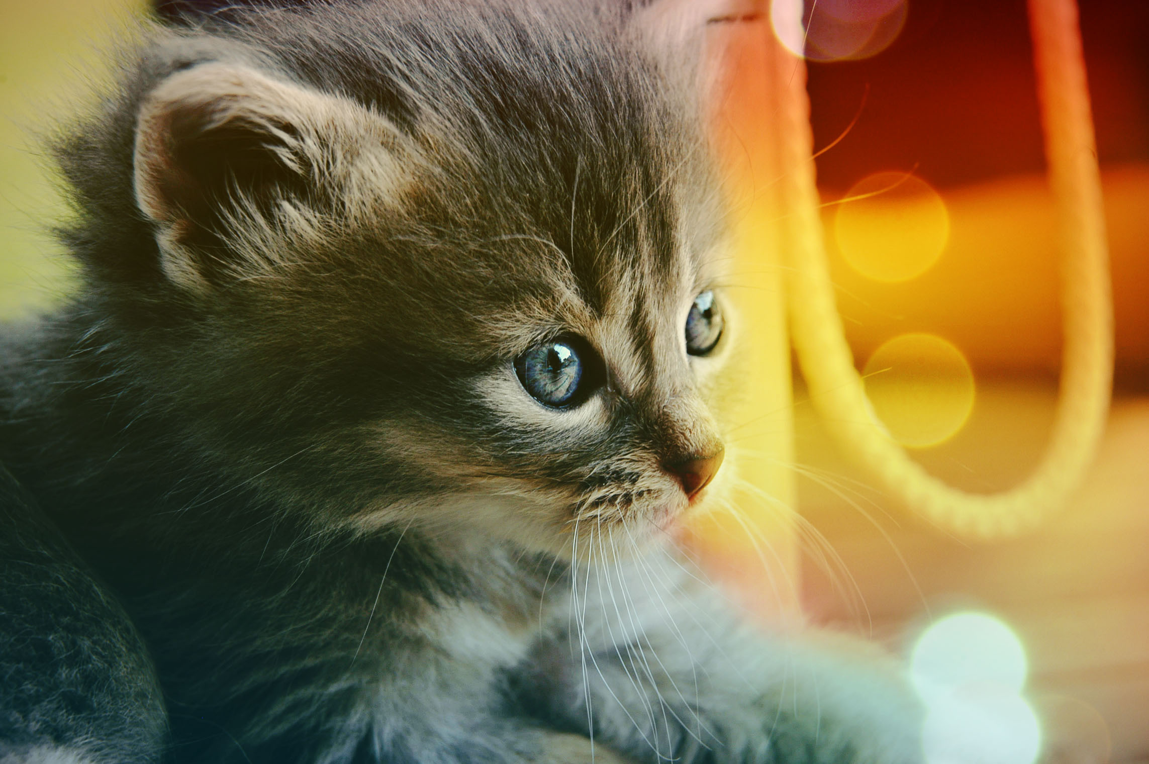 Free download wallpaper Cat, Cats, Animal on your PC desktop