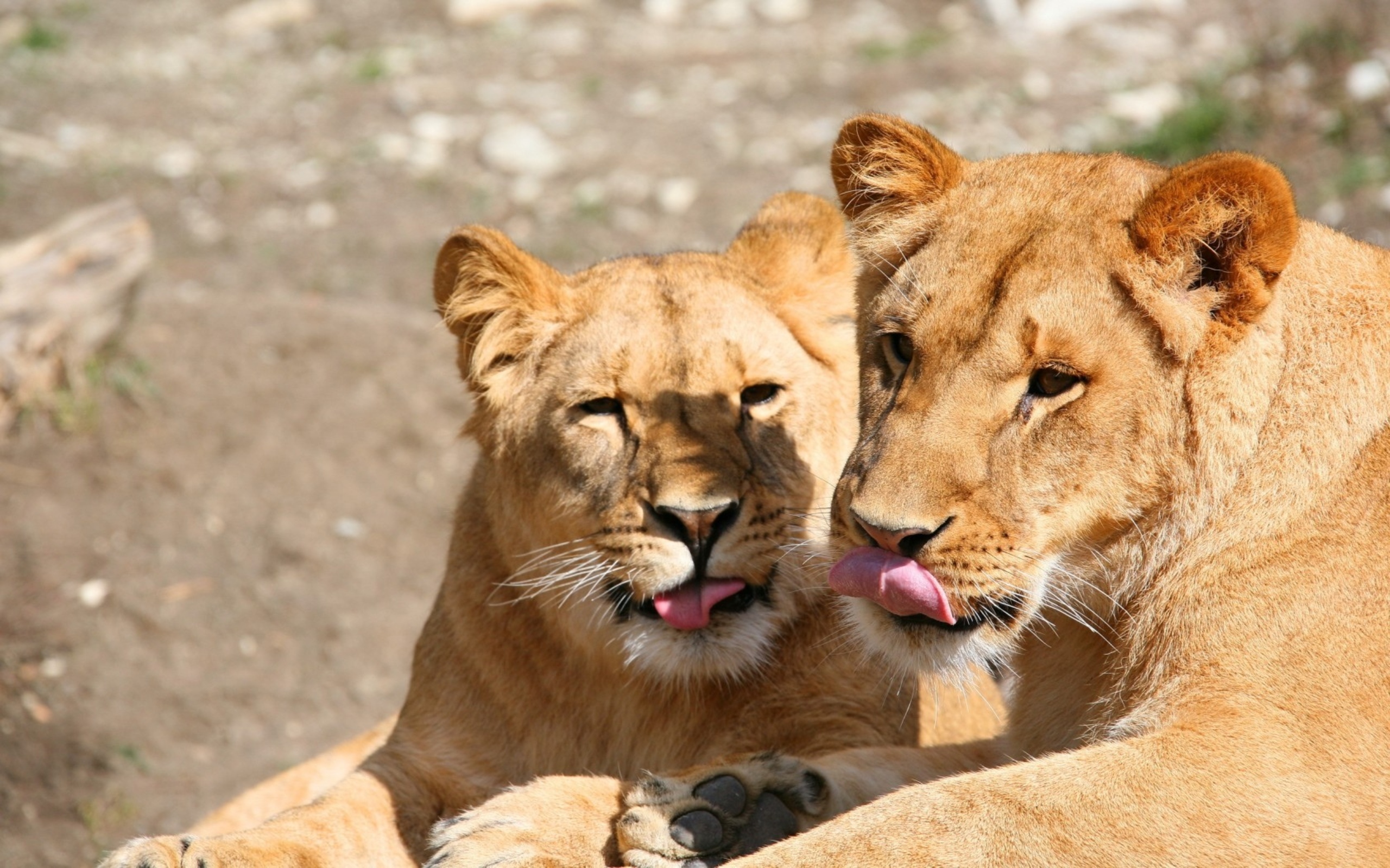 Téléchargez gratuitement l'image Animaux, Chats, Lion sur le bureau de votre PC