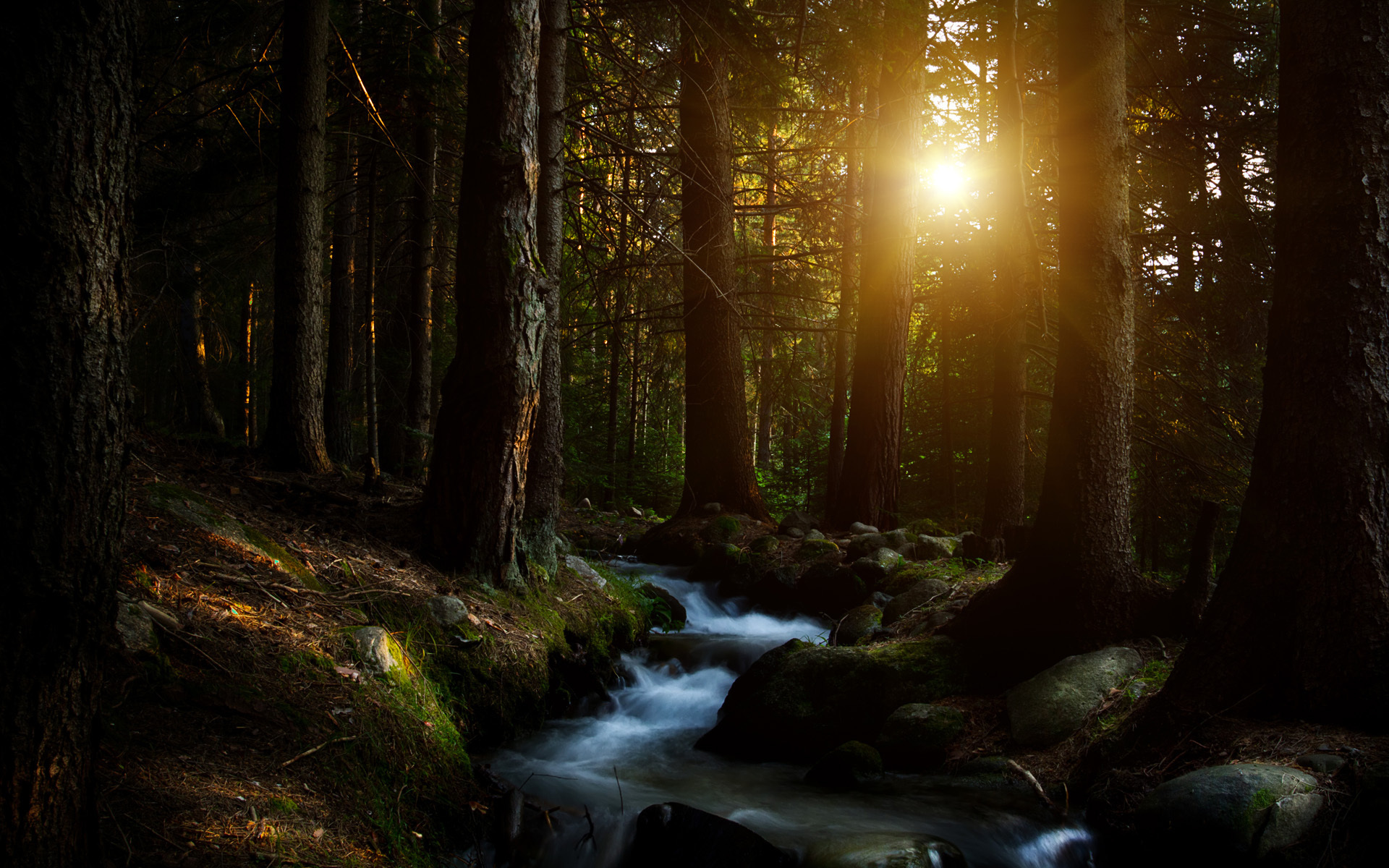 Téléchargez gratuitement l'image Forêt, Terre/nature sur le bureau de votre PC