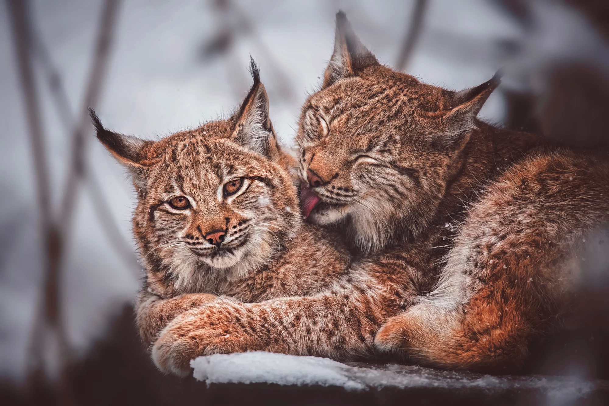 Téléchargez des papiers peints mobile Animaux, Chats, Lynx gratuitement.