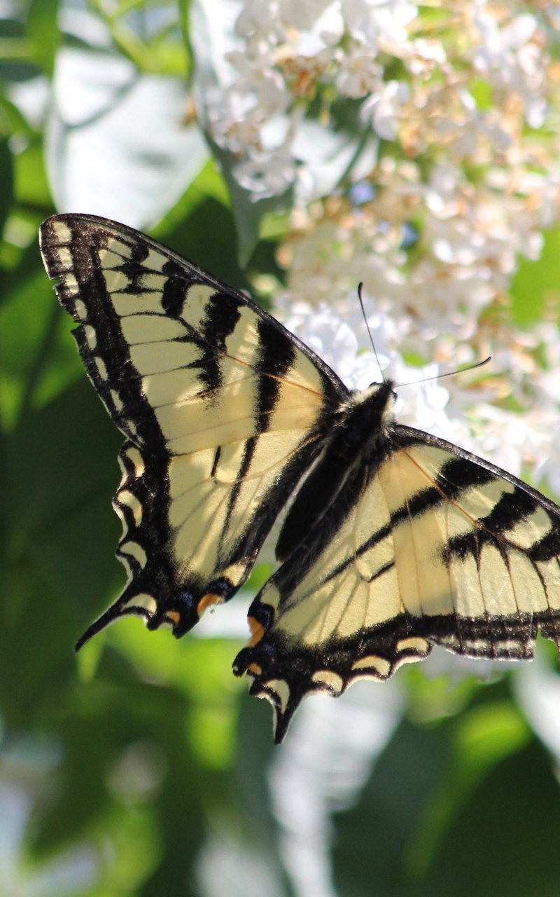 無料モバイル壁紙動物, 蝶, 昆虫, ライラック, 花, 春, アゲハチョウをダウンロードします。