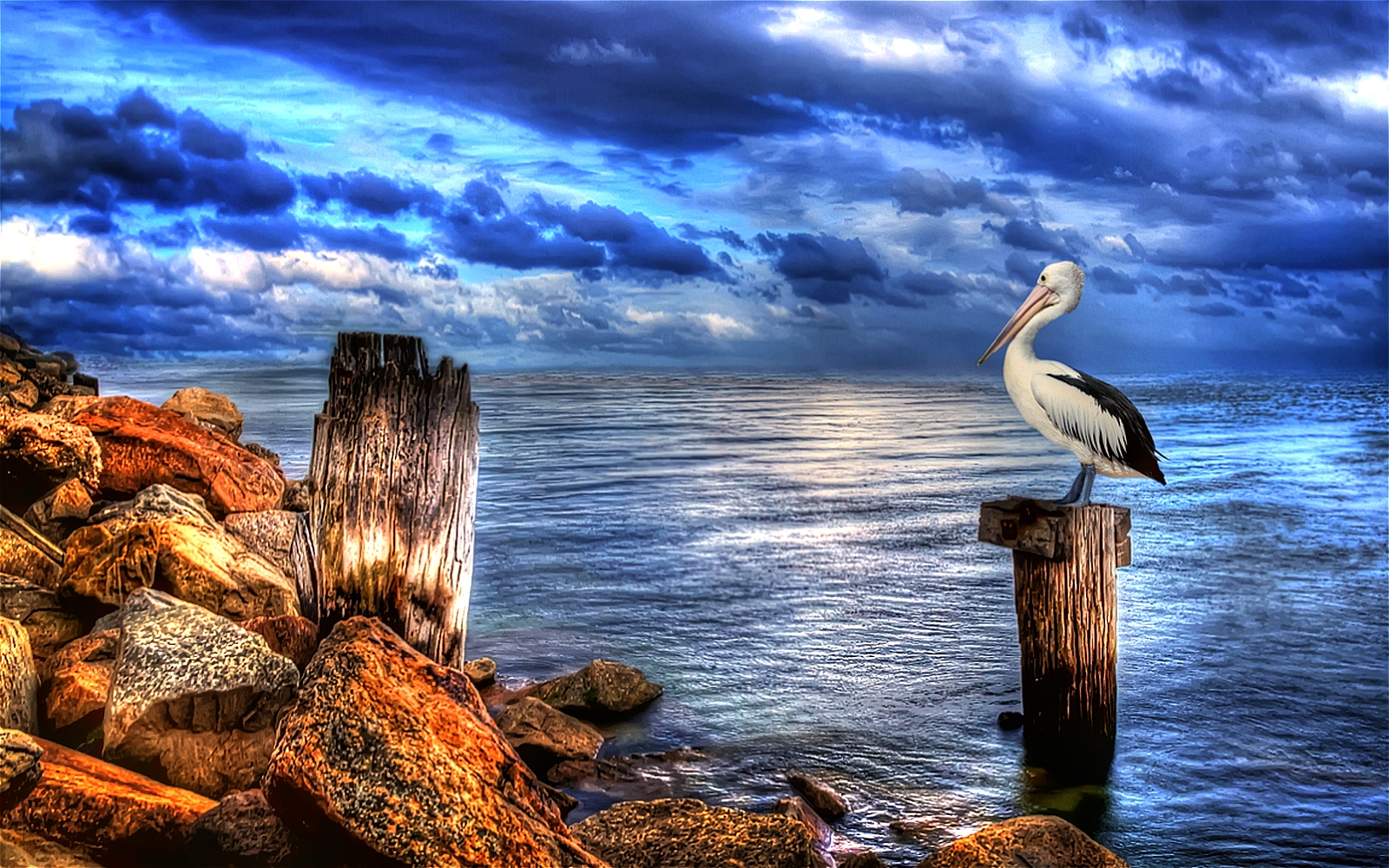 212970 Hintergrundbild herunterladen tiere, pelikan, vögel - Bildschirmschoner und Bilder kostenlos