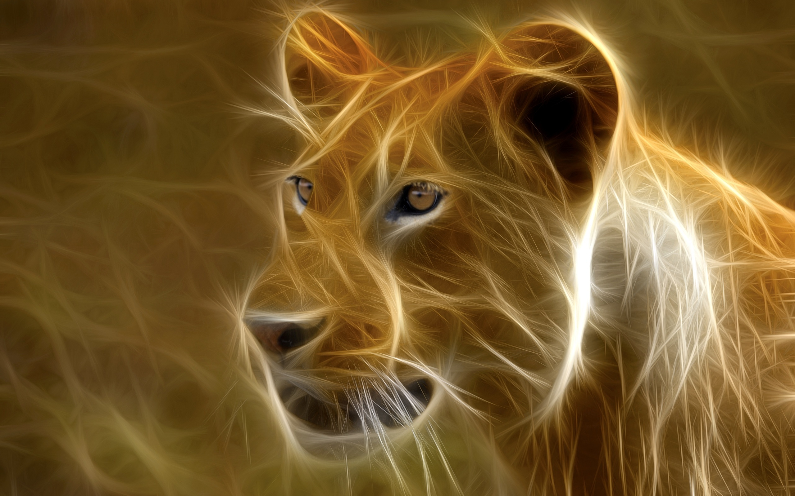 PCデスクトップに動物, ライオン, 猫, 黄色, 金画像を無料でダウンロード
