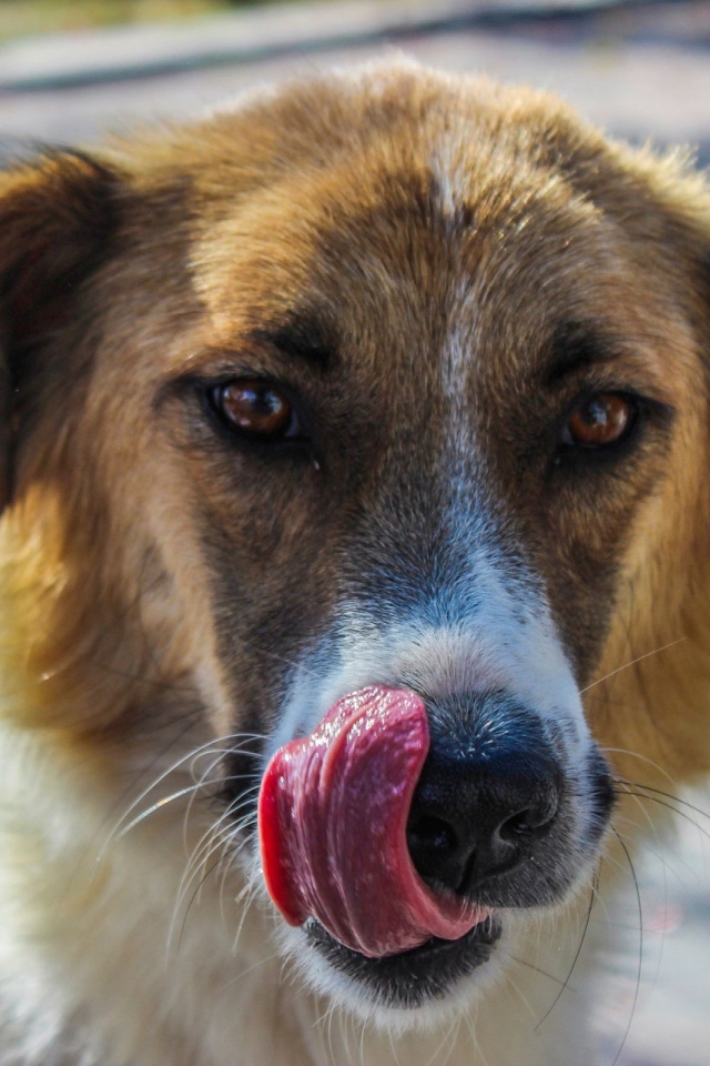 animal, dog, tongue, dogs HD wallpaper