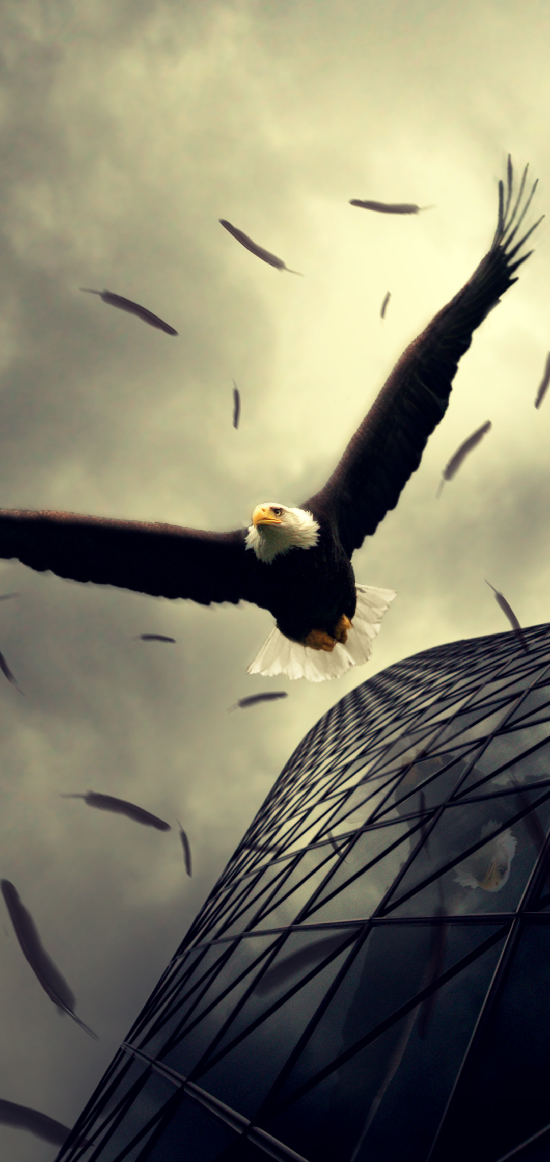 Descarga gratuita de fondo de pantalla para móvil de Animales, Águila, Águila Calva, Aves.