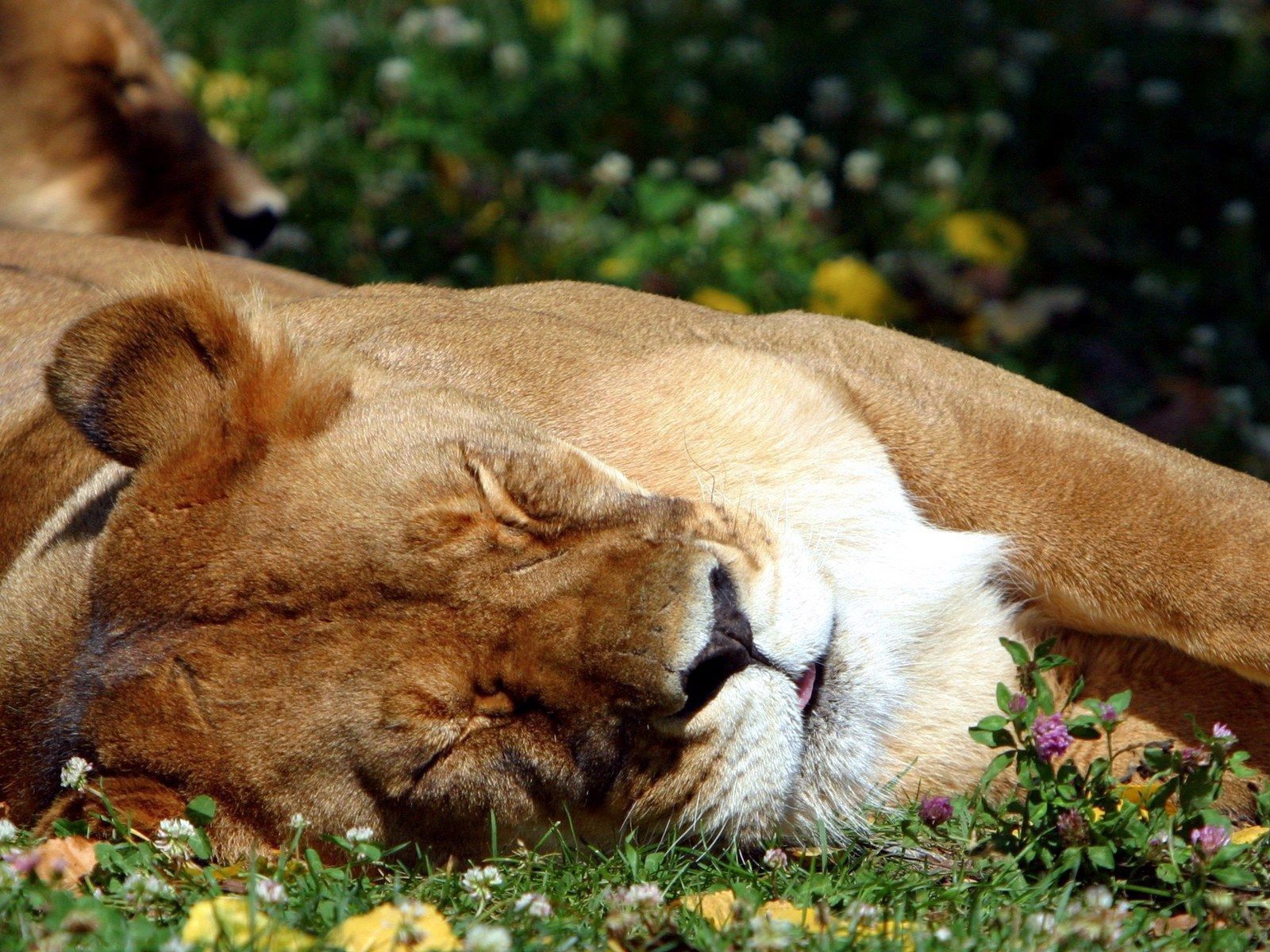111528 скачать обои животные, морда, лев, большая кошка, сон, спящий - заставки и картинки бесплатно