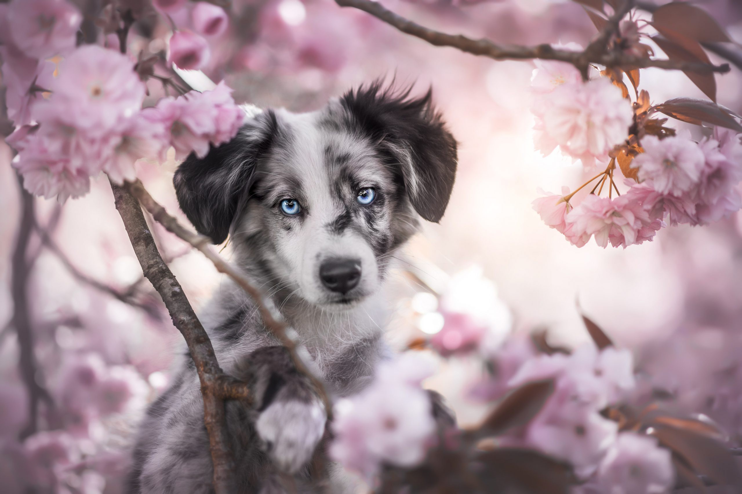 Laden Sie das Tiere, Hunde, Welpen, Australischer Hirte, Tierbaby-Bild kostenlos auf Ihren PC-Desktop herunter