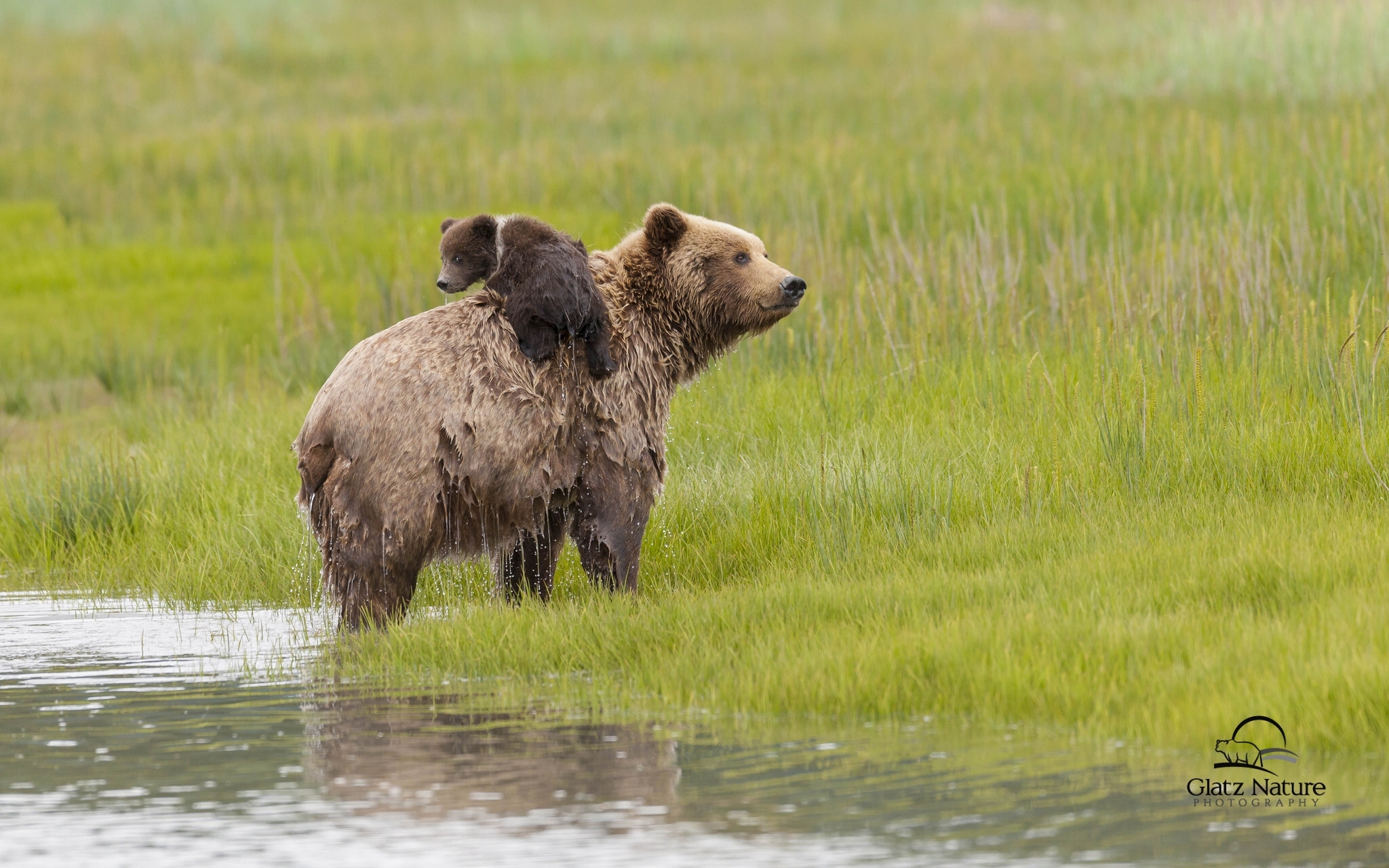 Download mobile wallpaper Water, Bears, Bear, Animal, Meadow, Alaska, Cub for free.