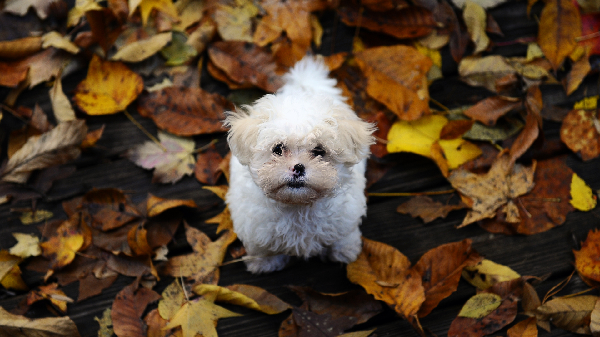 PCデスクトップに犬, 動物画像を無料でダウンロード