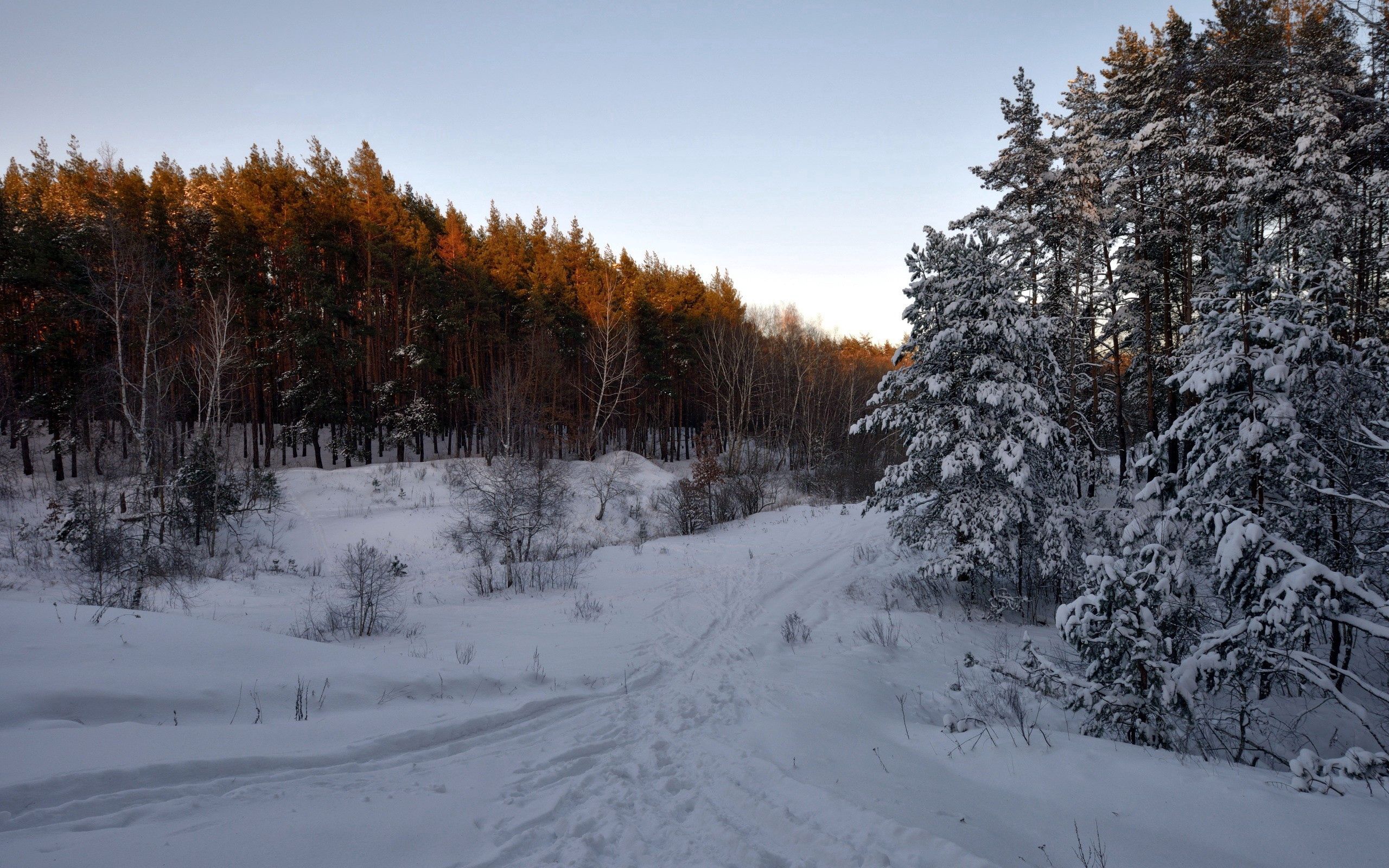 PCデスクトップに木, 雪, 道, 森, パス, 自然, 森林画像を無料でダウンロード