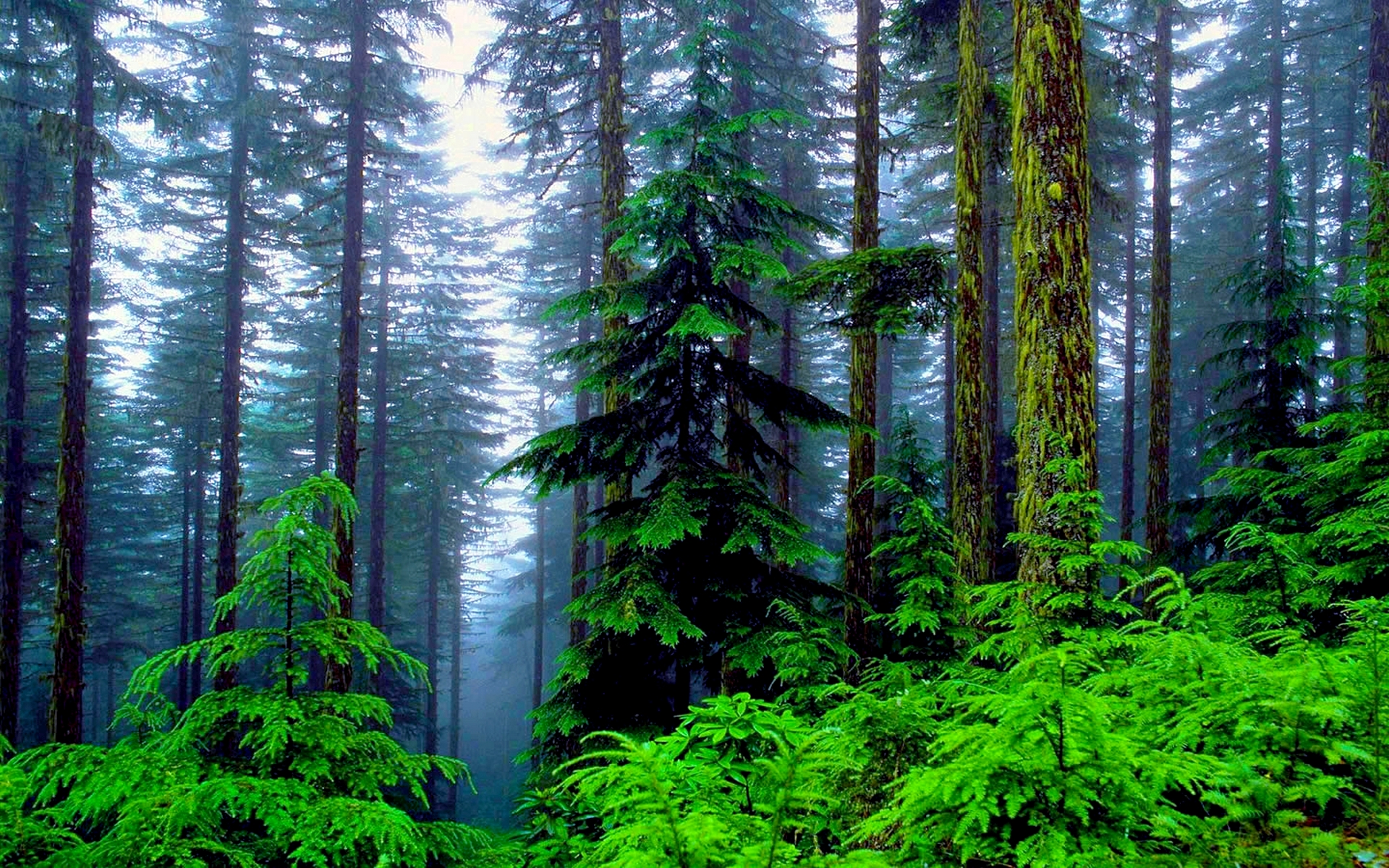 Завантажити шпалери безкоштовно Ліс, Туман, Земля картинка на робочий стіл ПК