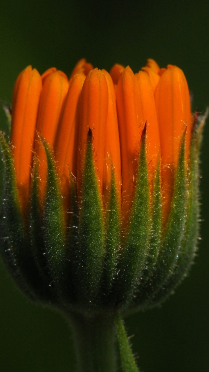 Descarga gratuita de fondo de pantalla para móvil de Flores, Flor, Tierra/naturaleza.