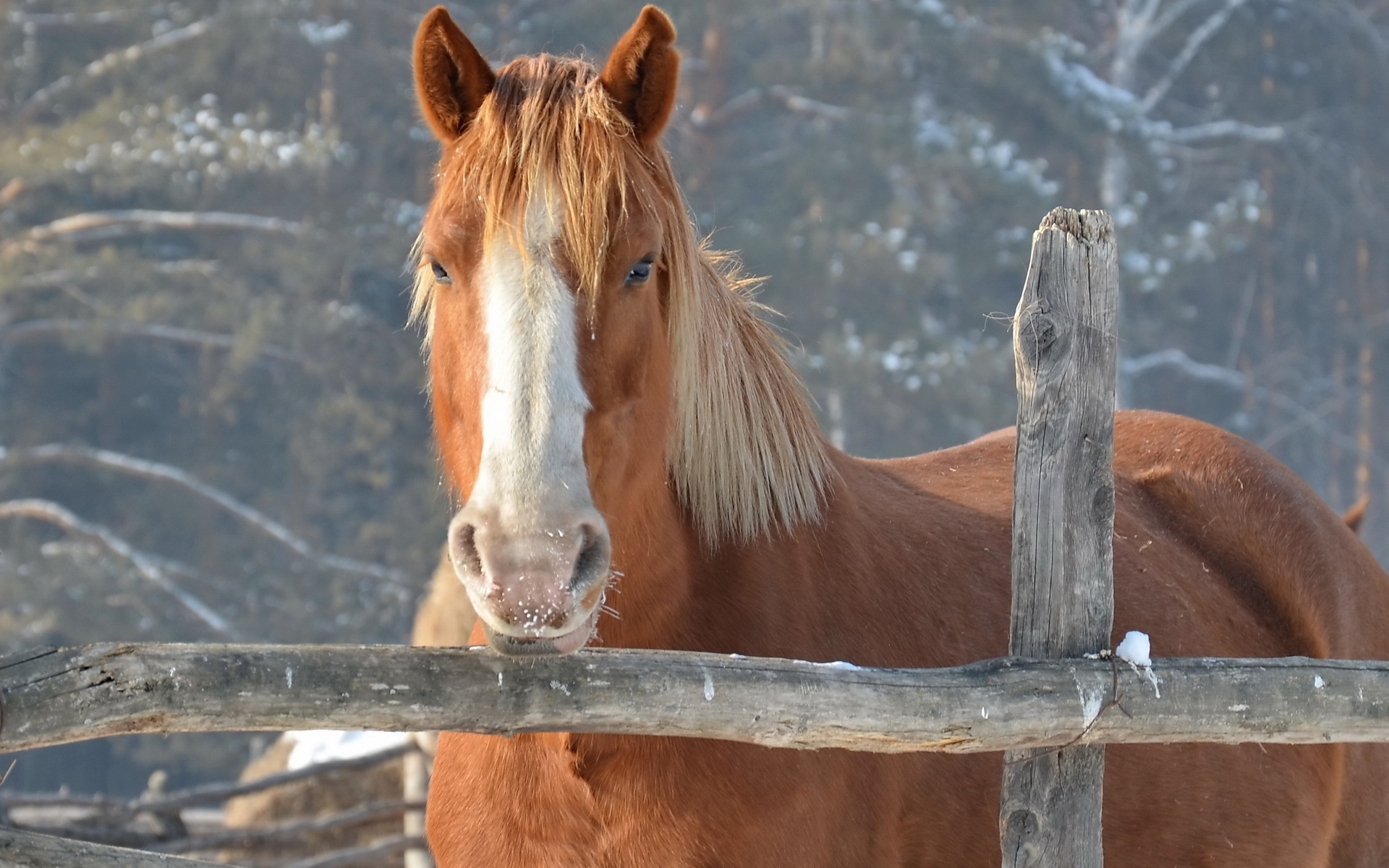 Free download wallpaper Animal, Horse on your PC desktop