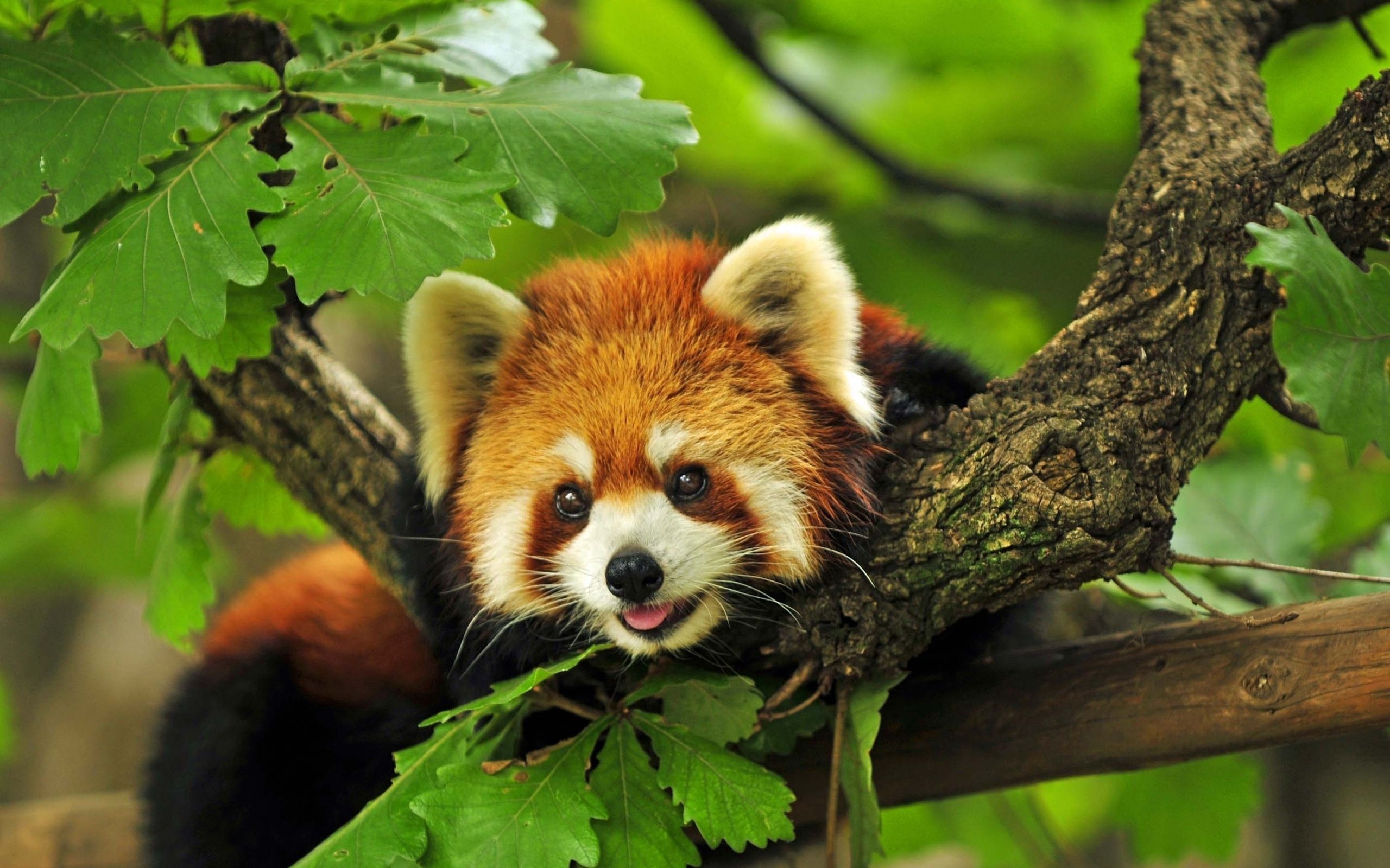 109672 скачать картинку животные, лежит, красная панда, листья, дерево - обои и заставки бесплатно