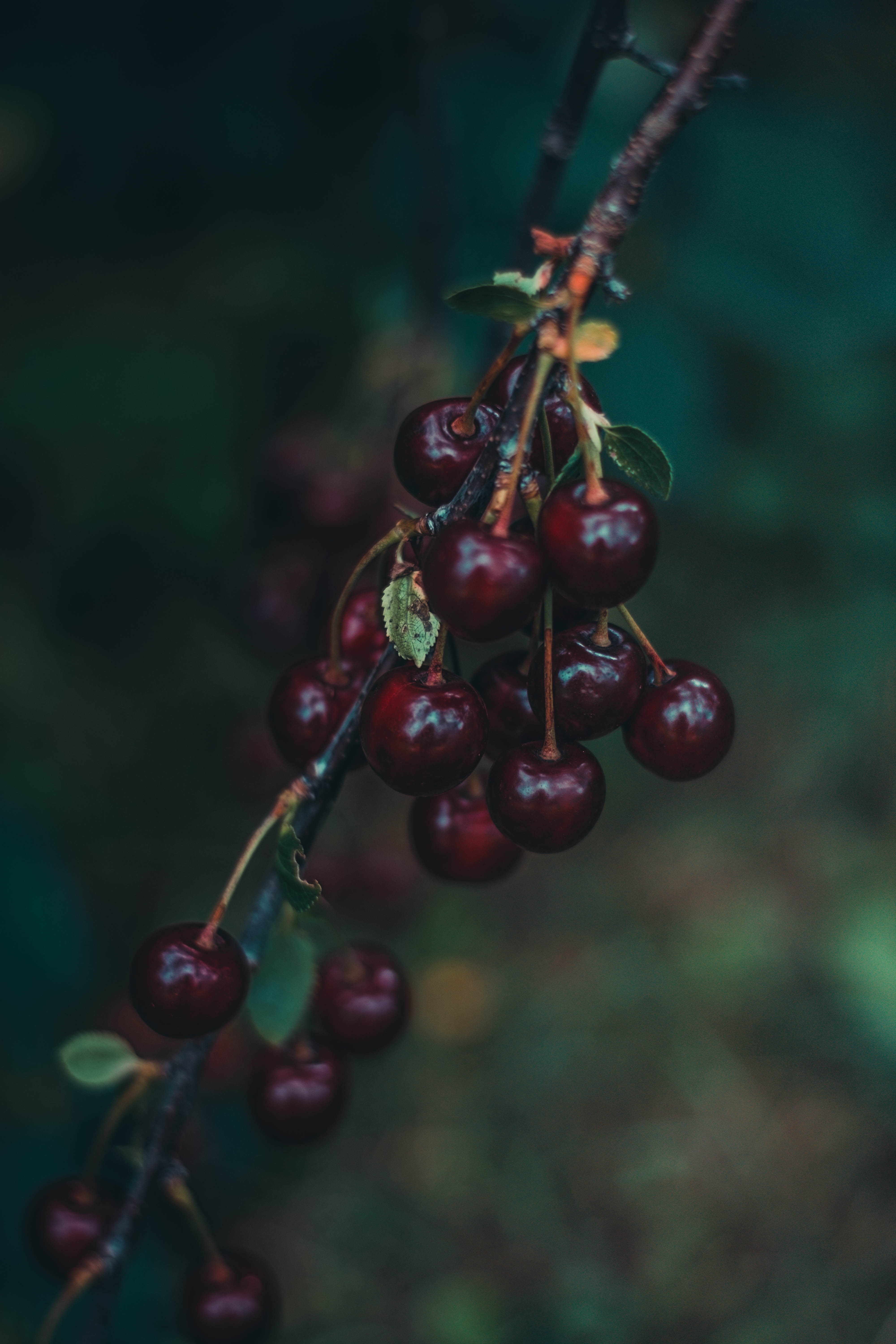Free download wallpaper Food, Berries, Blur, Smooth, Branch, Ripe, Cherry on your PC desktop